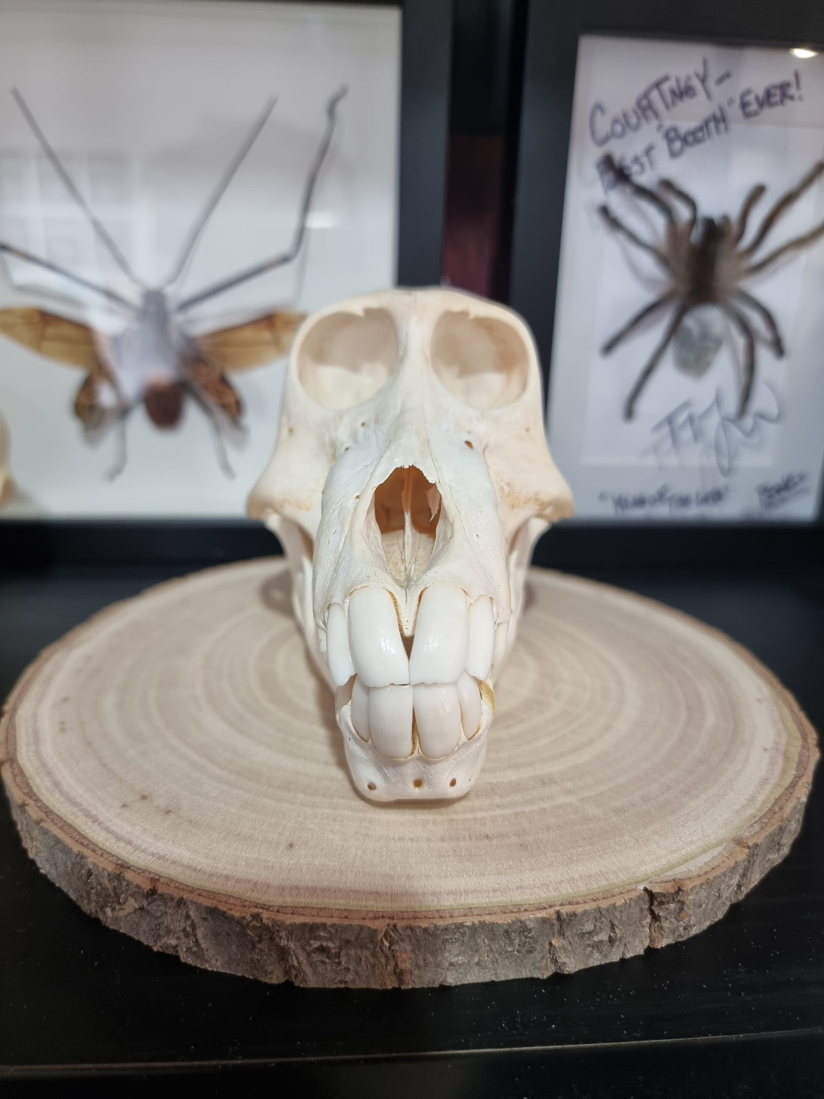 Chacma Baboon Skull