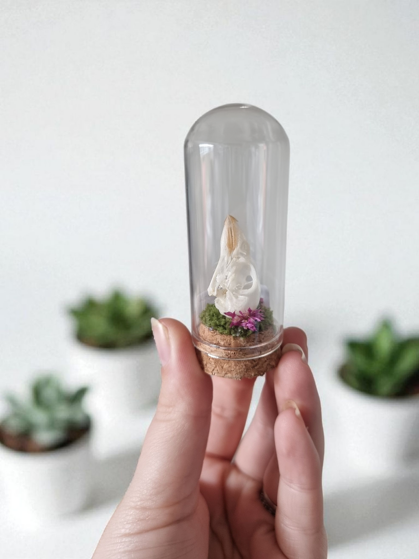 Bird Skull dome #3