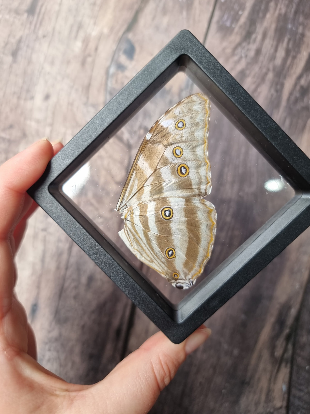 Morpho Adonis Double Butterfly Wing Floating Frame