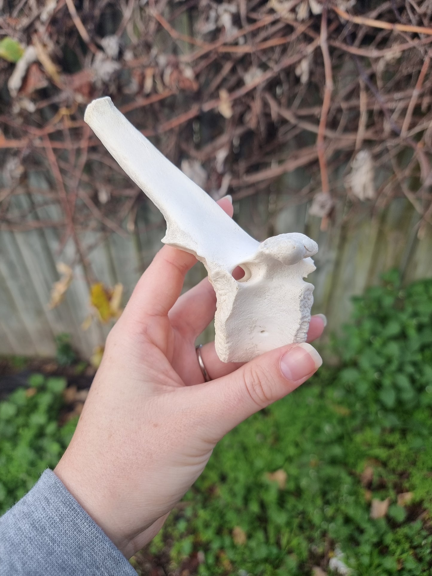 Deer Vertebrae Type 3
