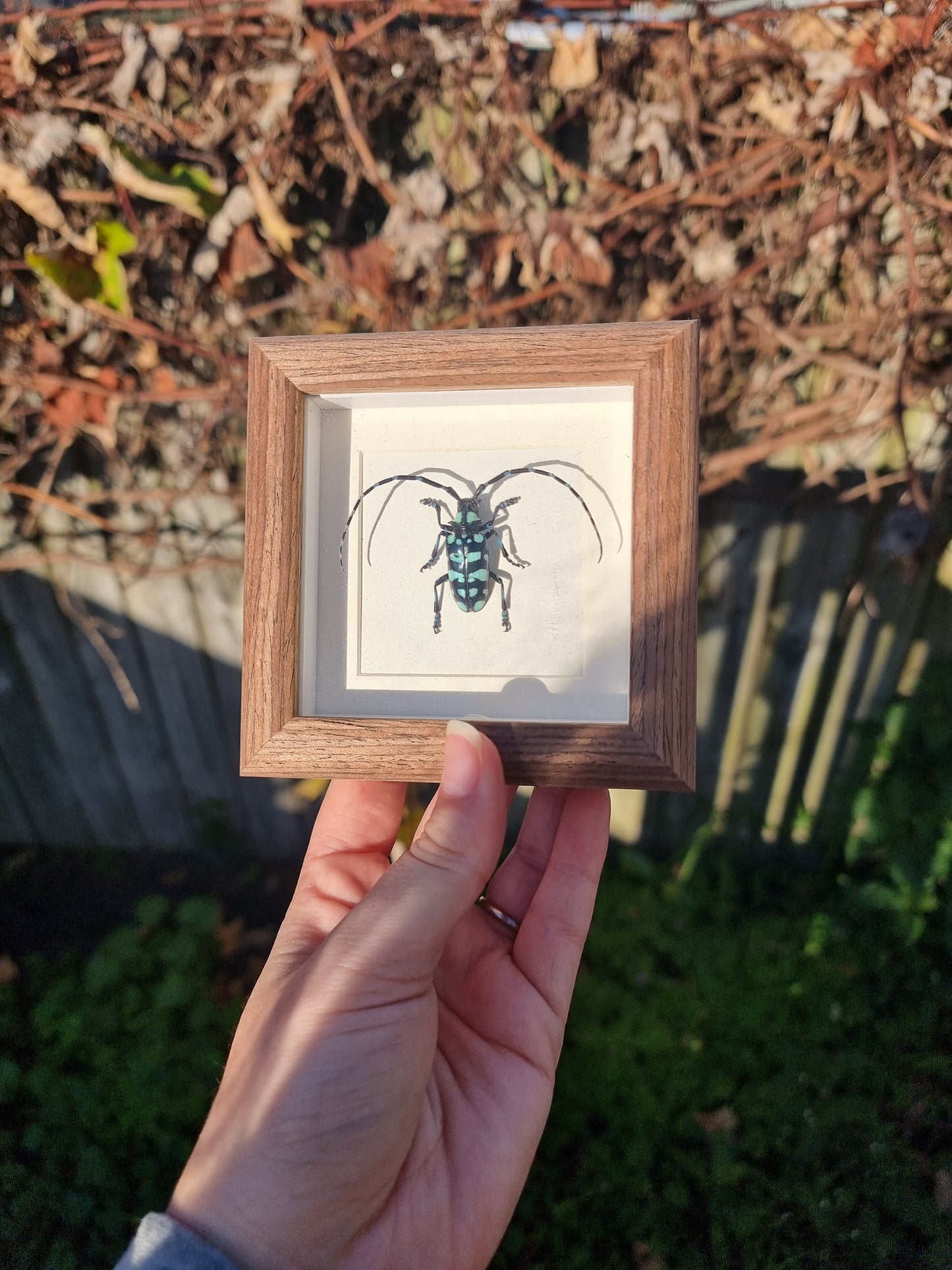 Mini Framed Long Horned Beetle