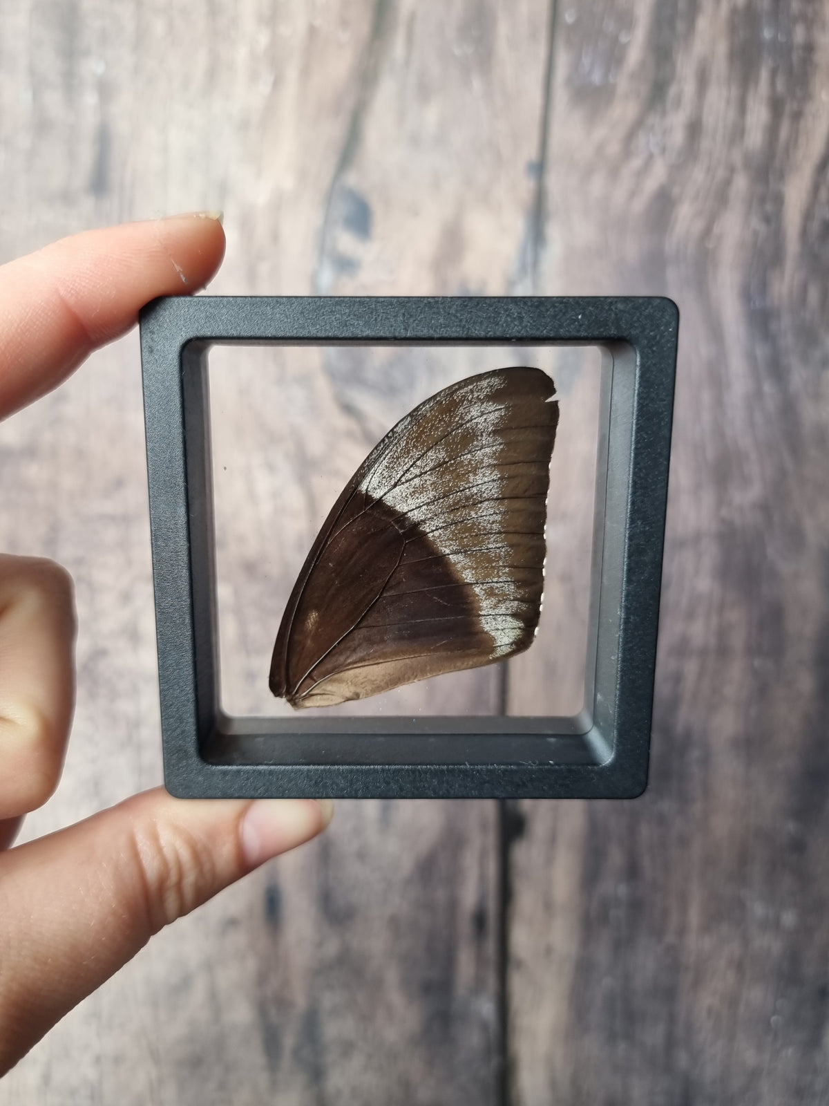 Blue Swallowtail Butterfly Wing Floating Frame #1