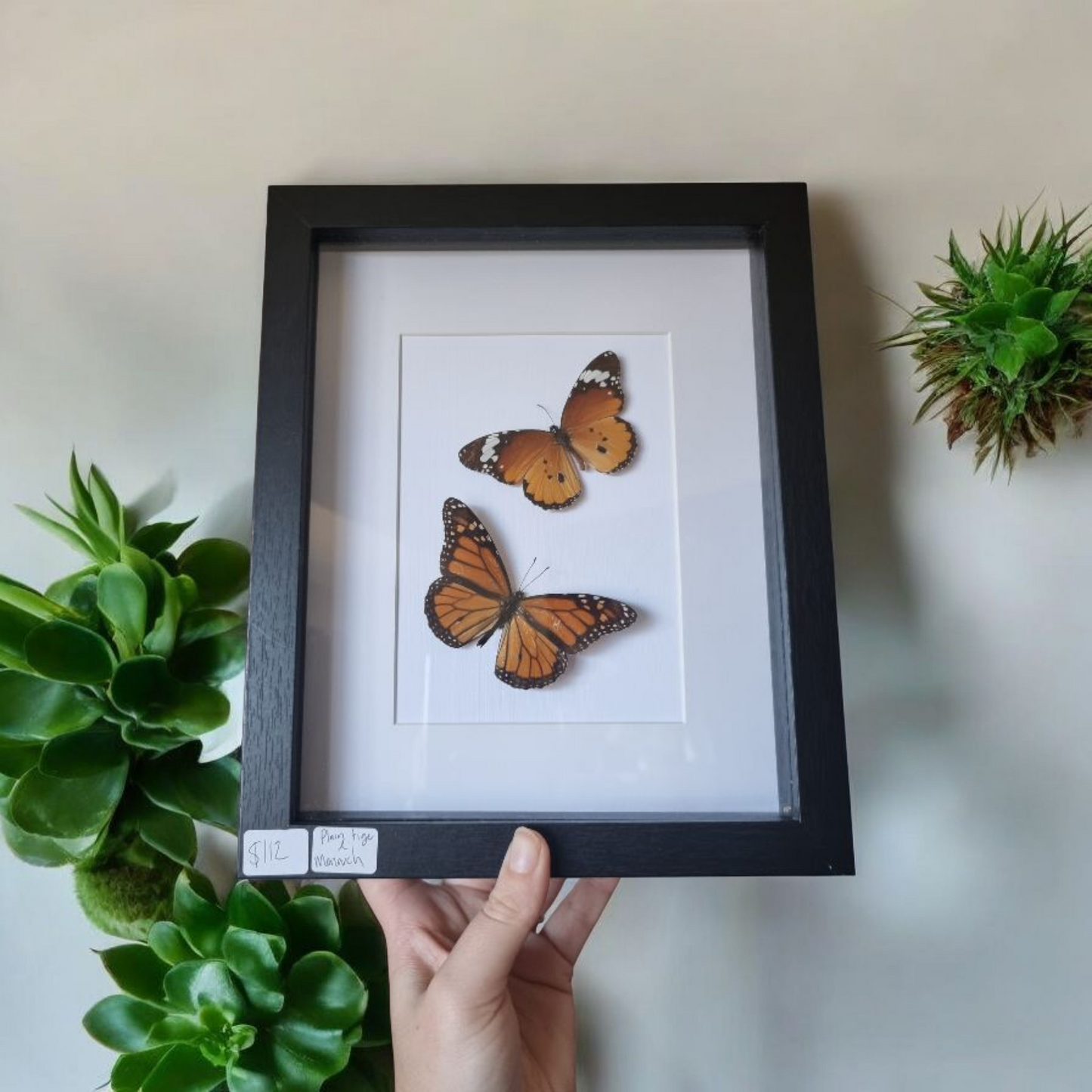 Double Framed Butterflies