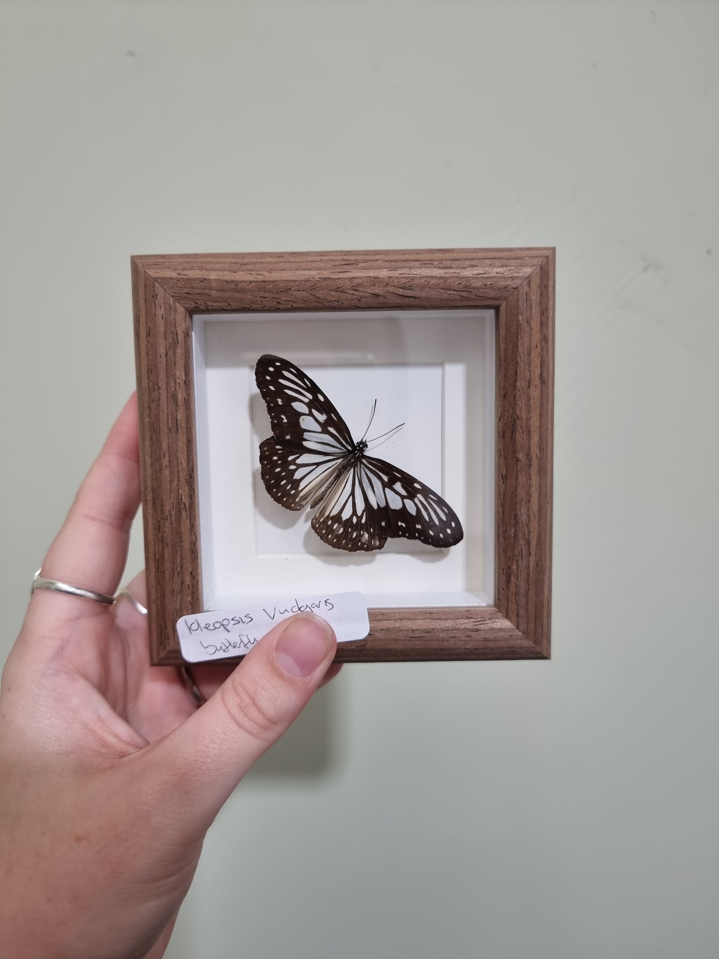 Mini Framed Ideopsis vulgaris Butterfly