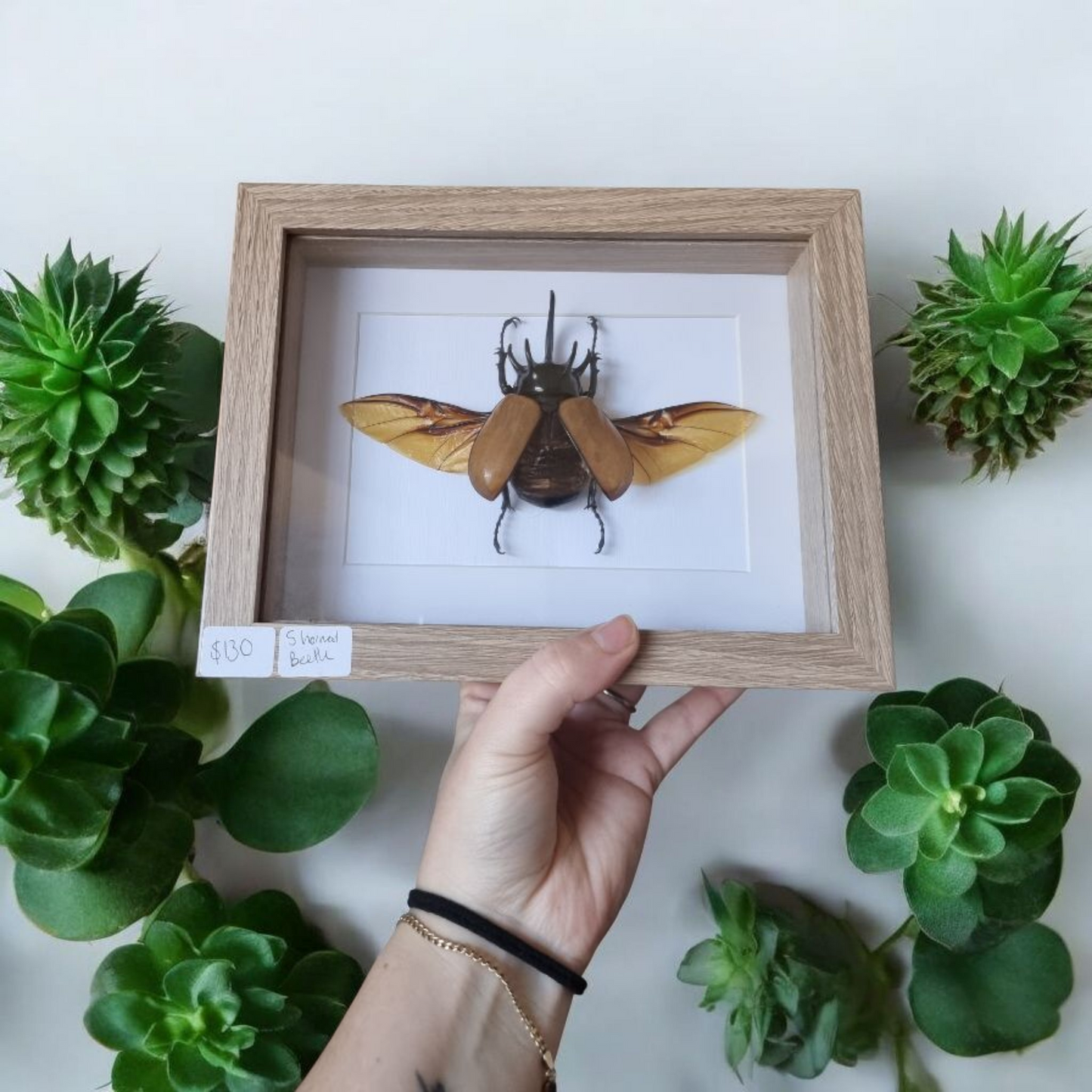 Framed Beetle #99