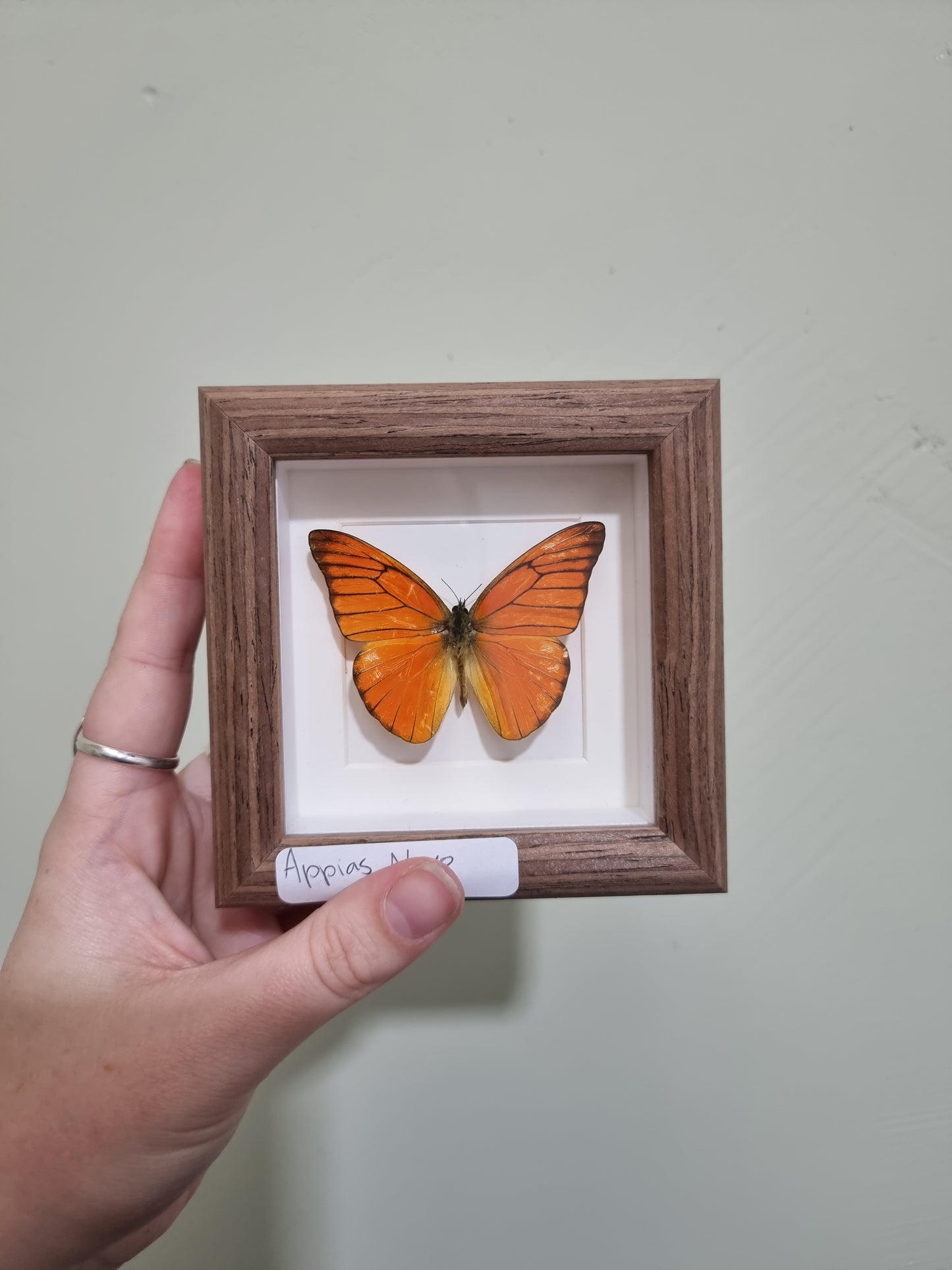 Mini Framed Appias Nero Butterfly