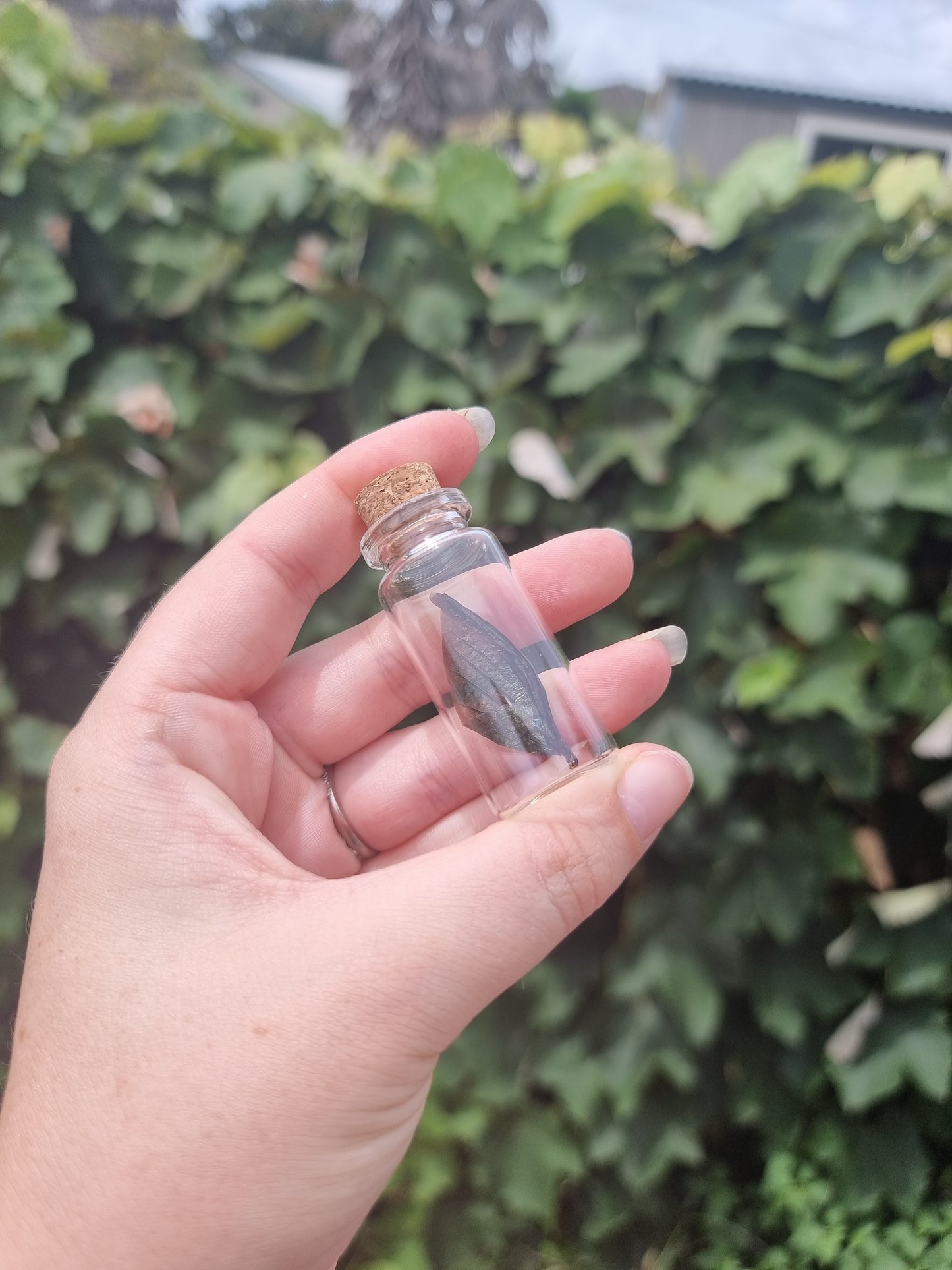 Green Iridescent Jewel Beetle Wing Jar Medium