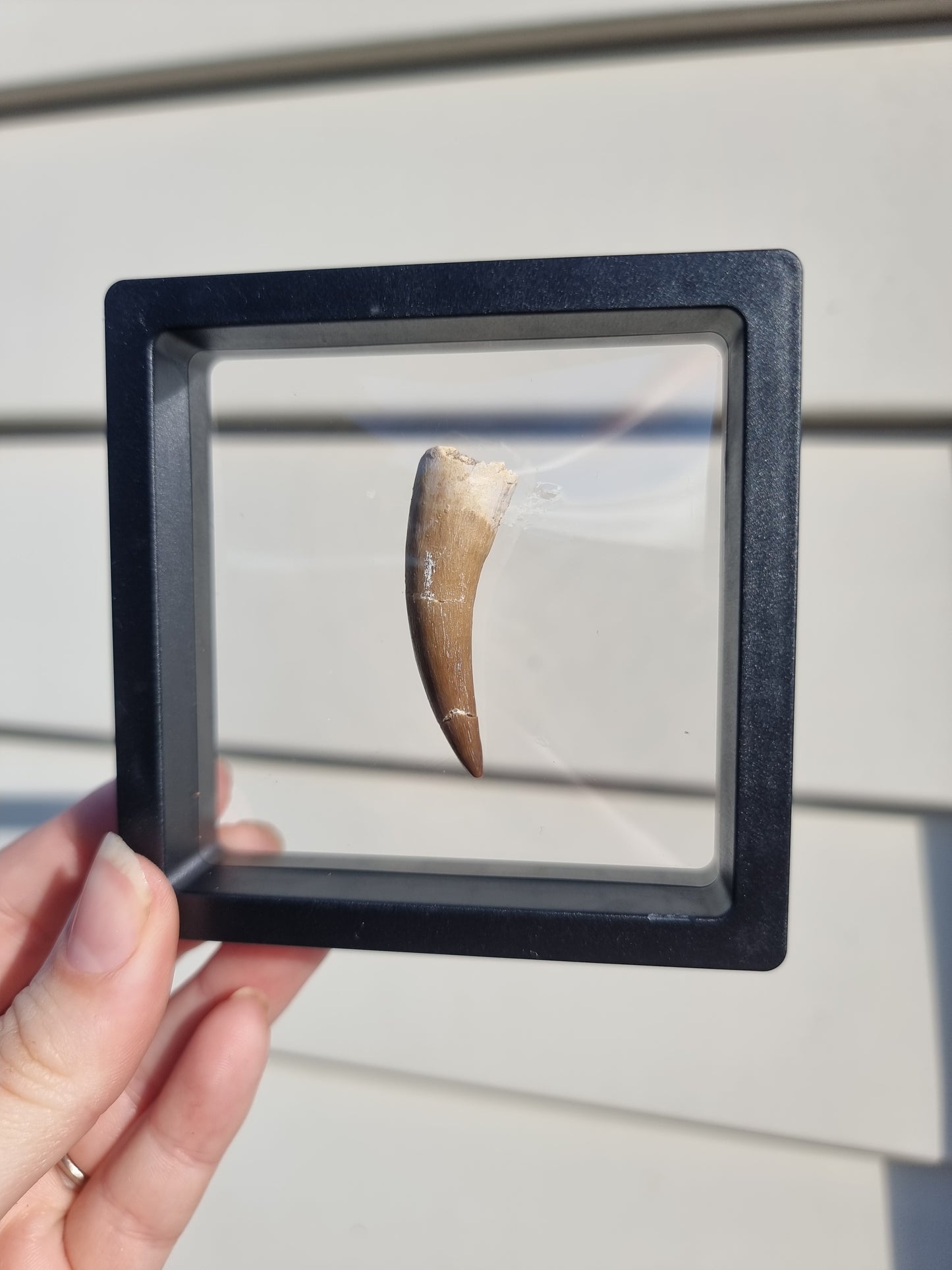 Plesiosaur Tooth #4