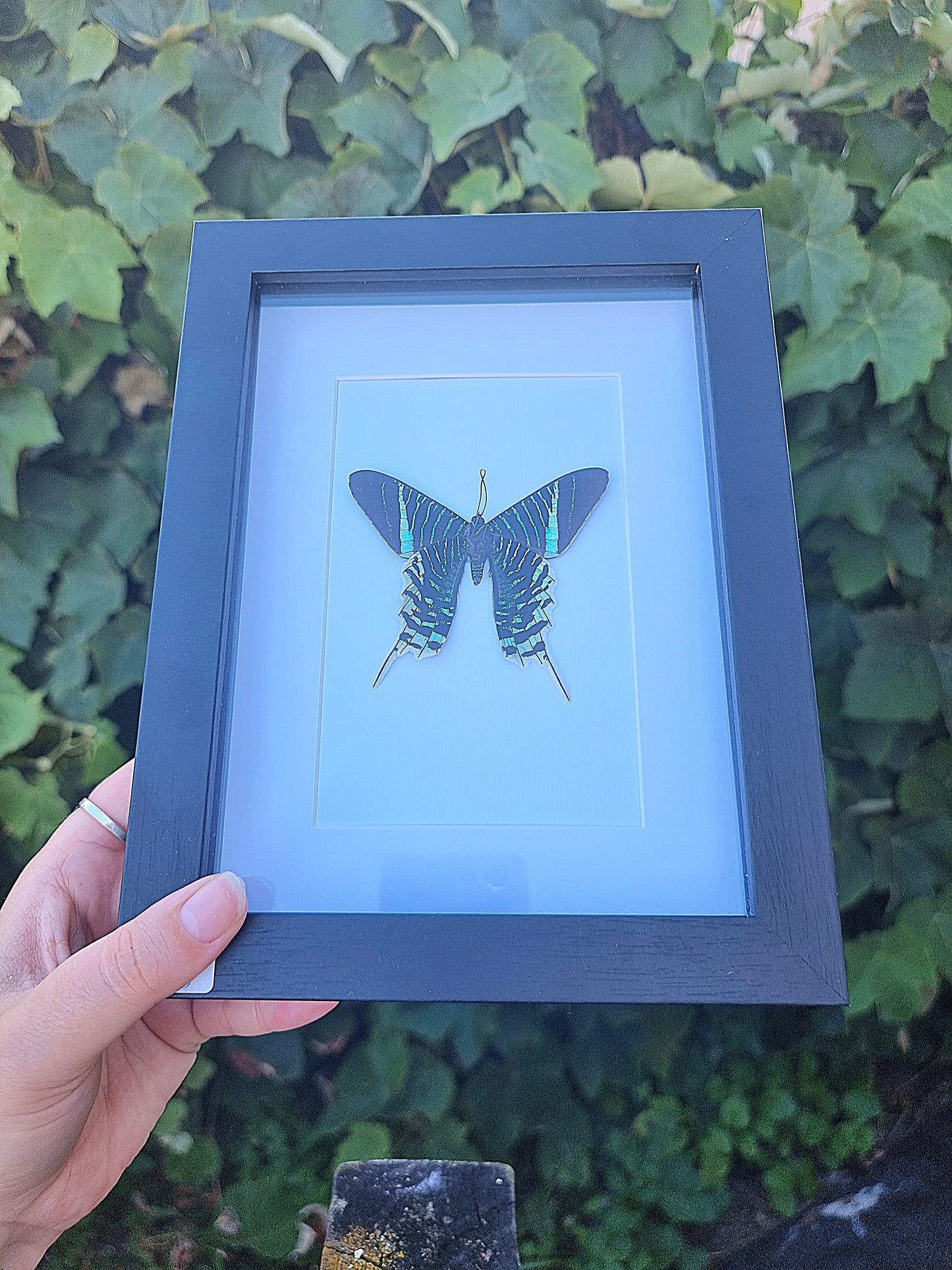 Framed Moth #788