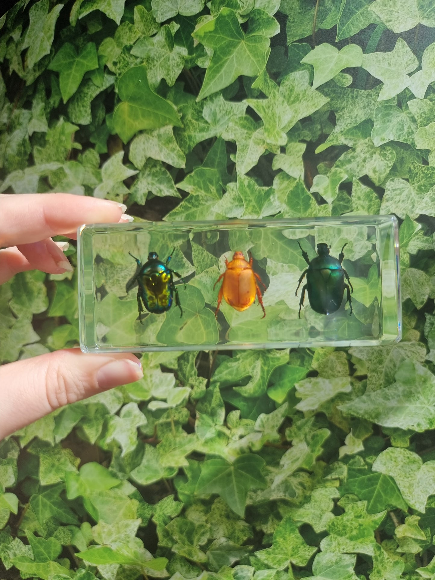 Chafer Beetle Trio In Resin