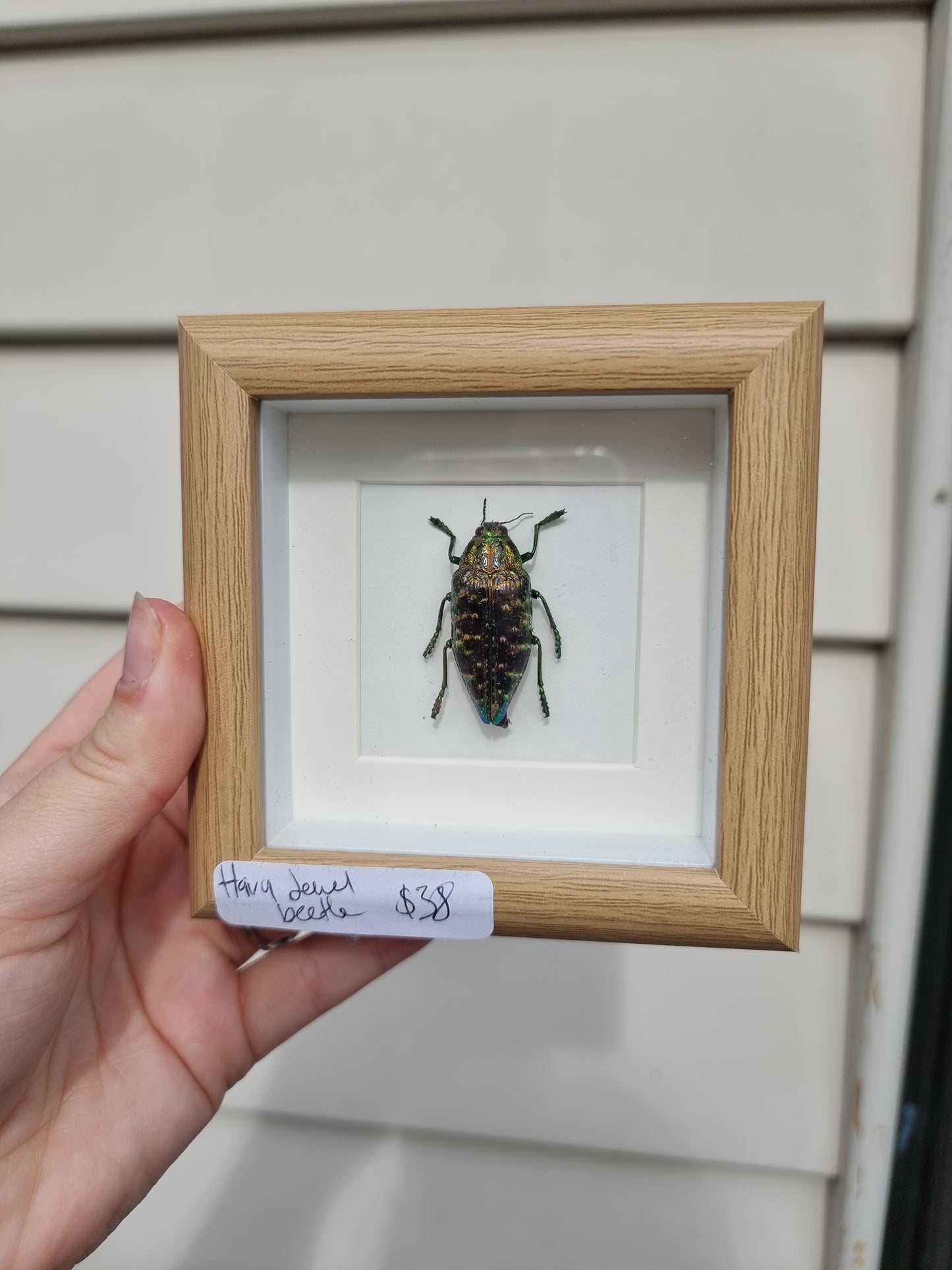 Mini Frmaed Hairy Jewel Beetle #1