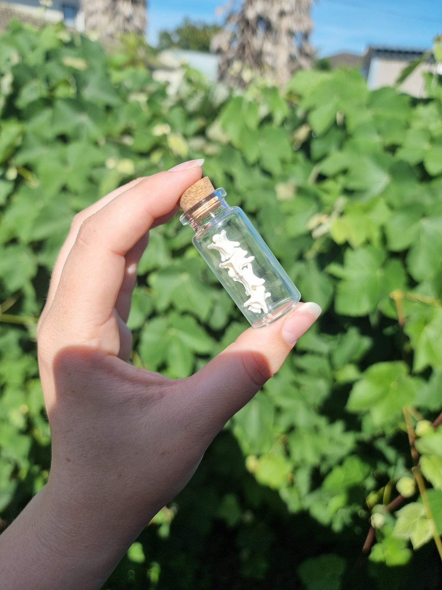 Rattle Snake Vertebrae Jar