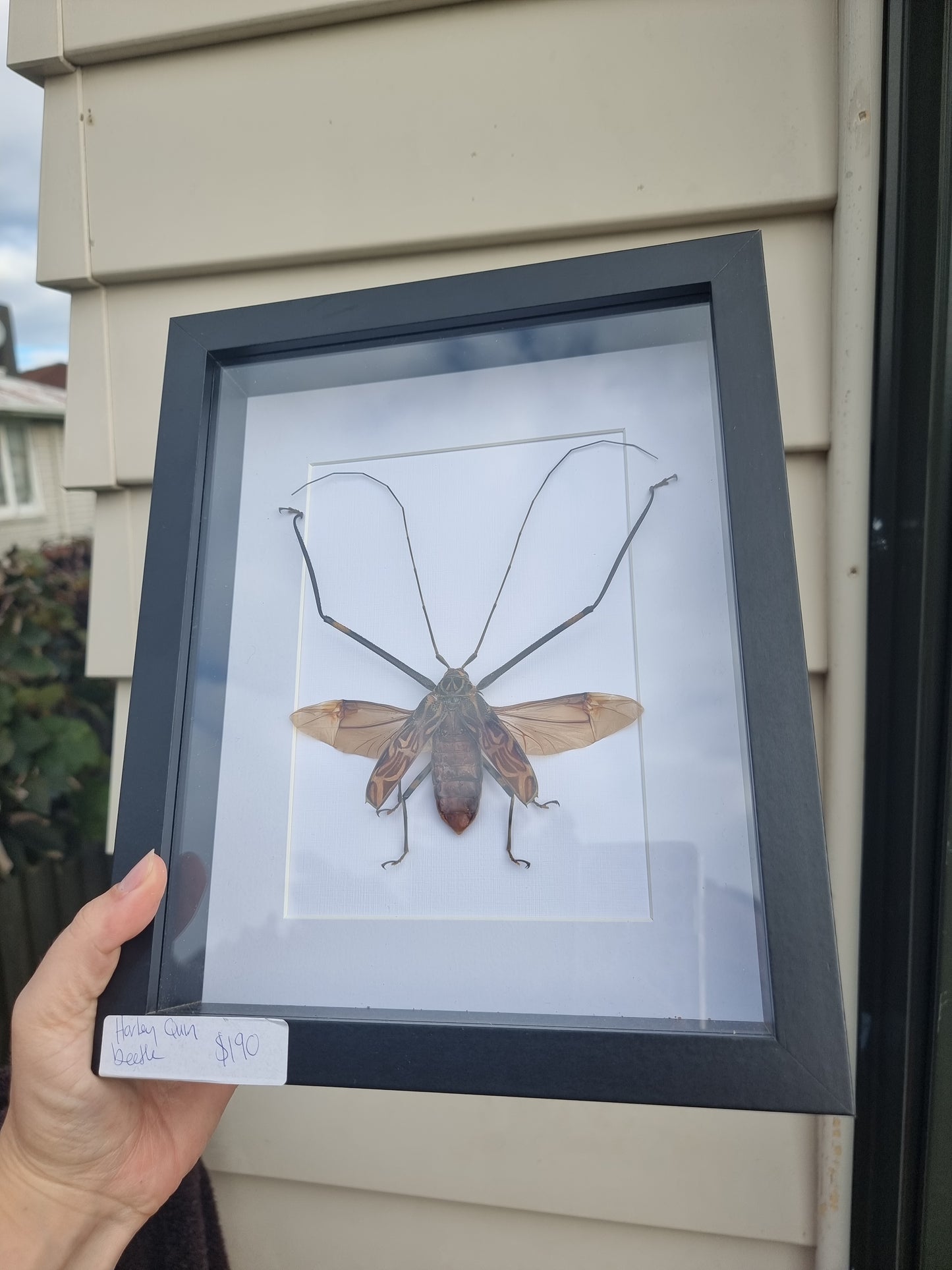 Framed Harley Quinn Beetle Spread