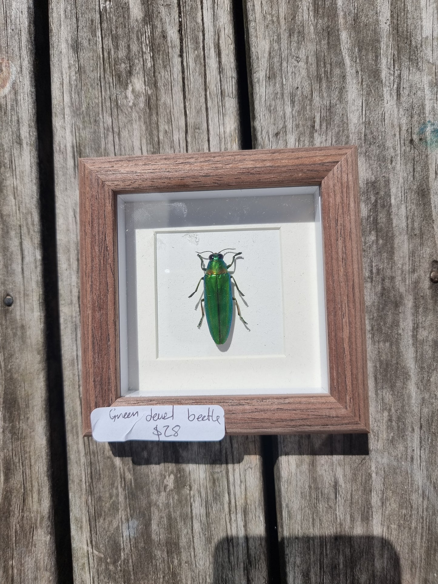 Mini Framed Green Jewel Beetle