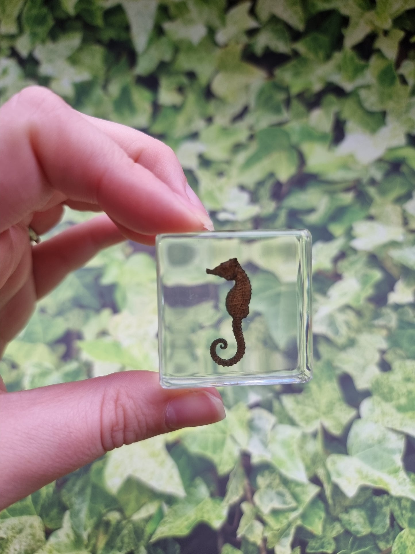 Simulated Seahorse In Resin