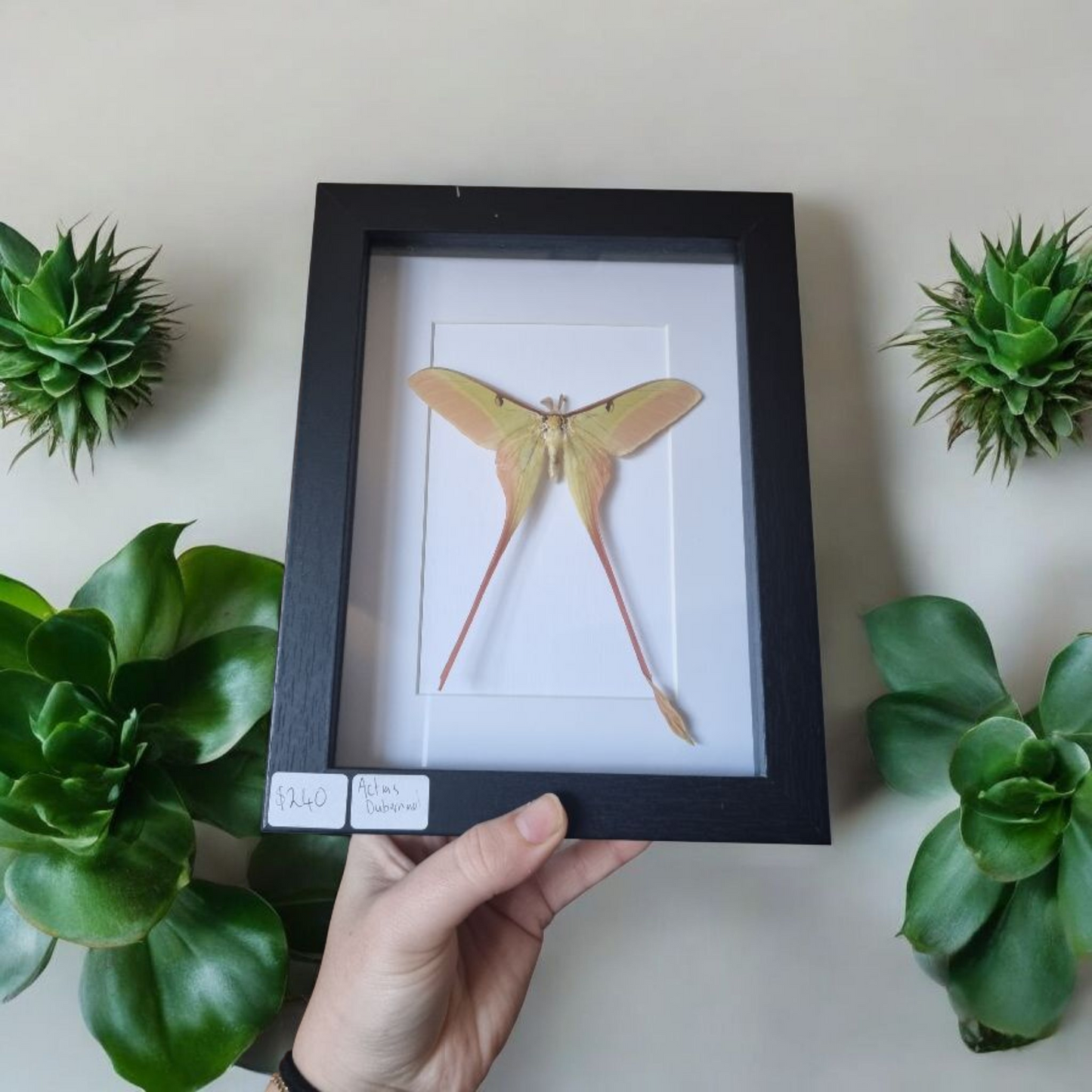 Framed Moth #33