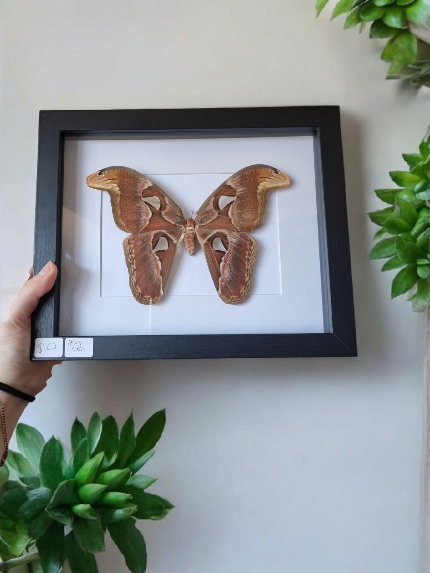 Framed Moth #74