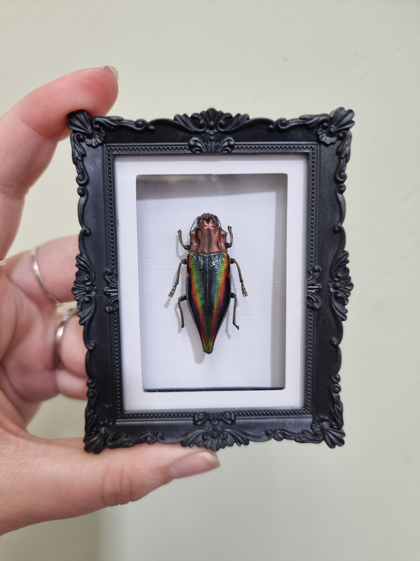 Mini Magnet Framed Rainbow Jewel Beetle