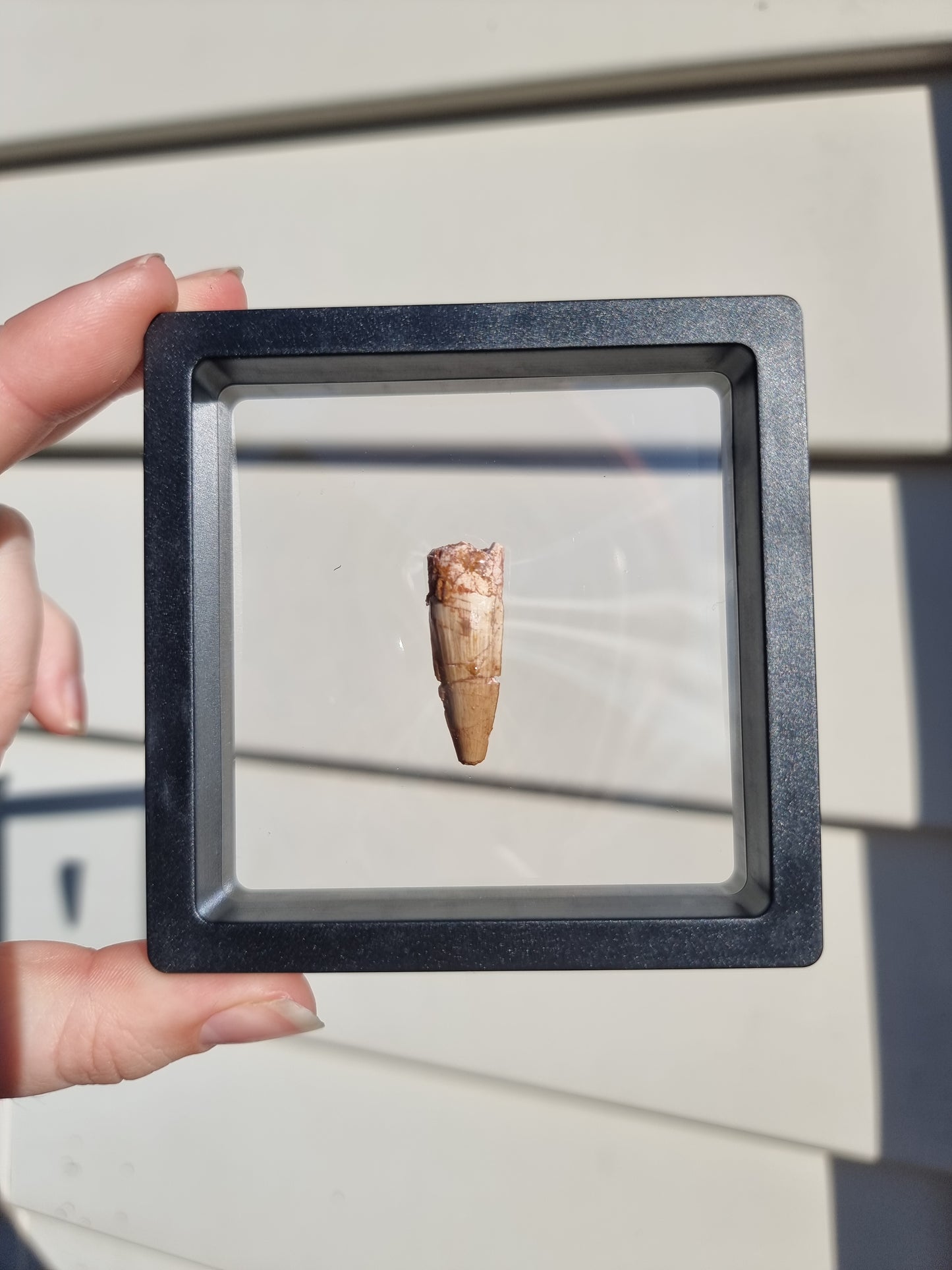 Spinosaurus Tooth #3