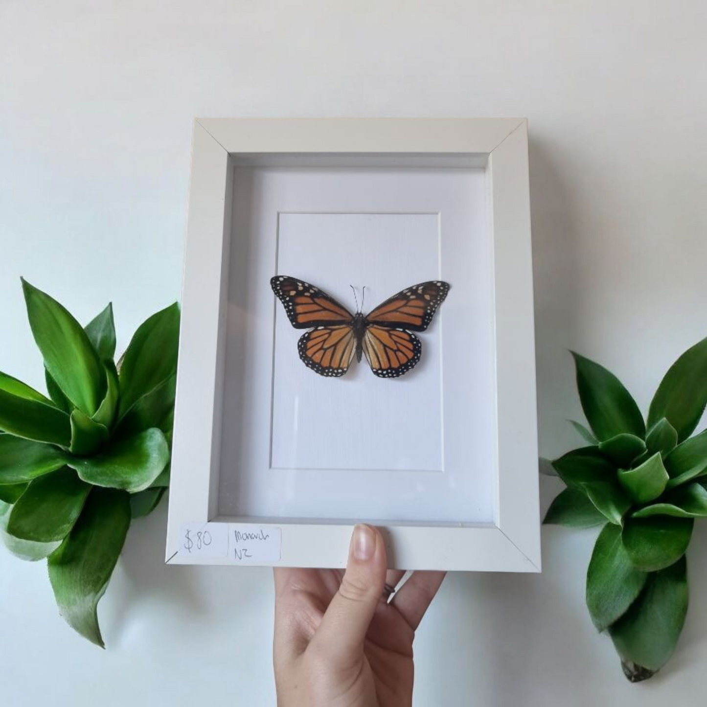 Framed Butterfly #5