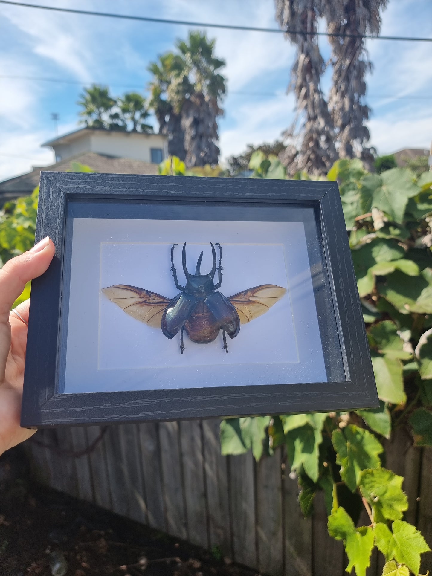 Framed Atlas Beetle (imperfect)