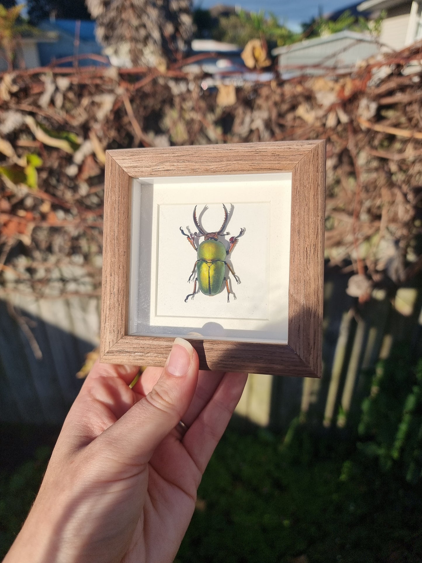 Mini Framed Saw Tooth Beetle