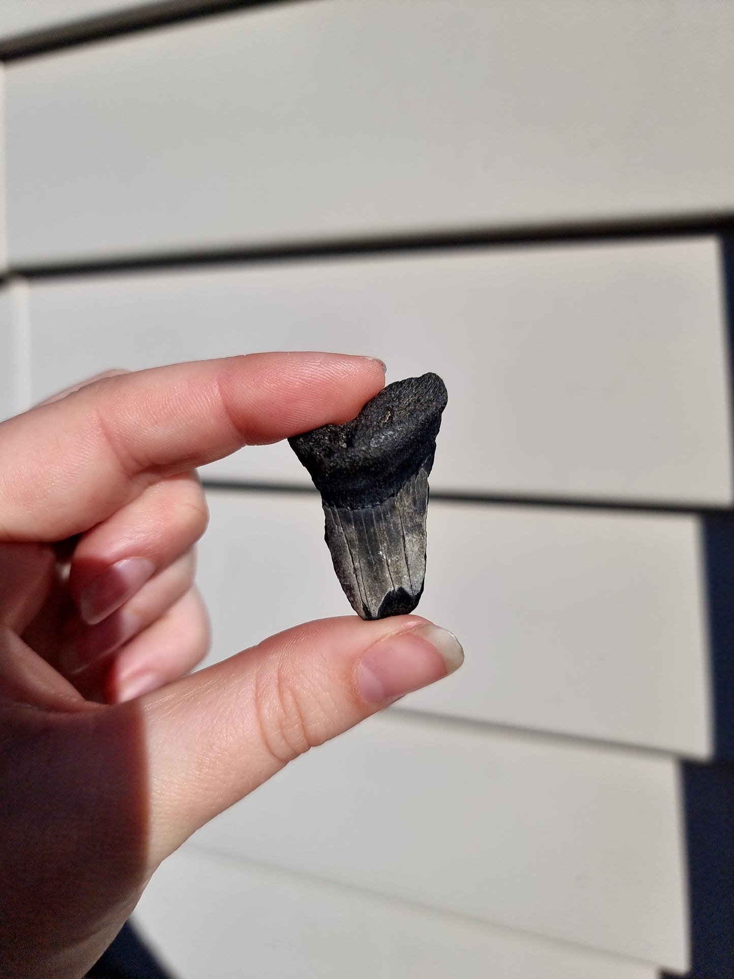 Megalodon Tooth Shard #8