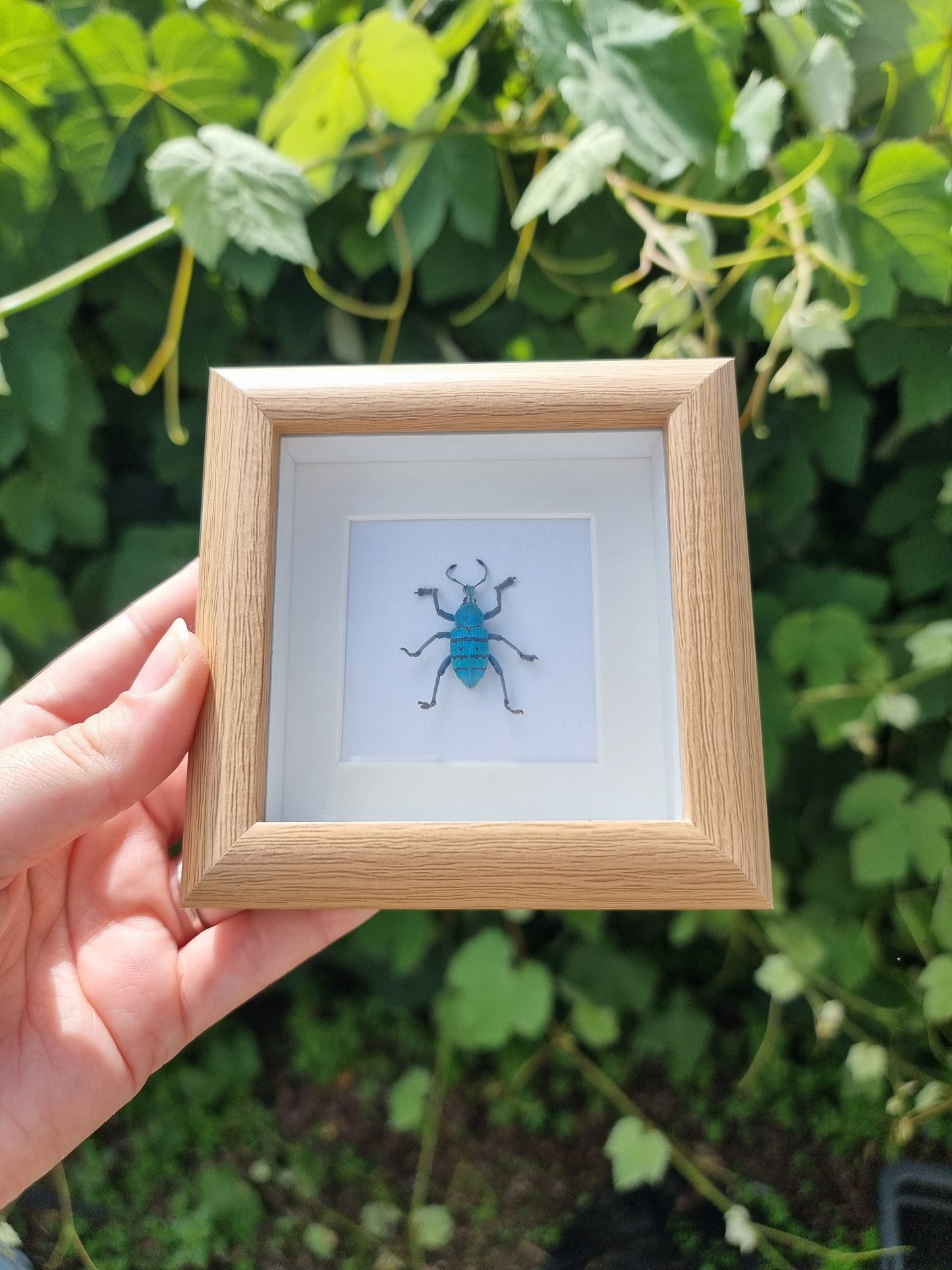 Mini Framed Weevil Beetle #2