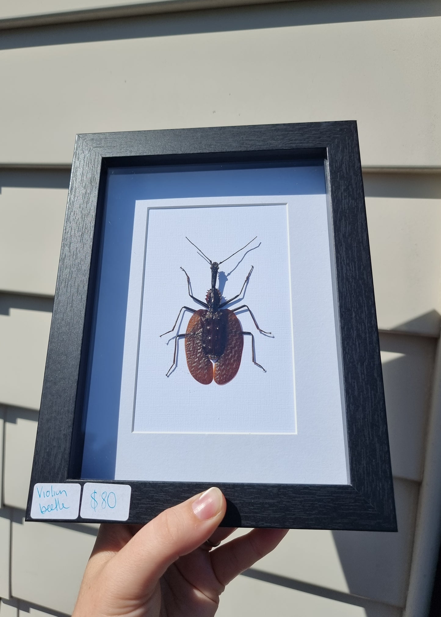 Framed Violin Beetle