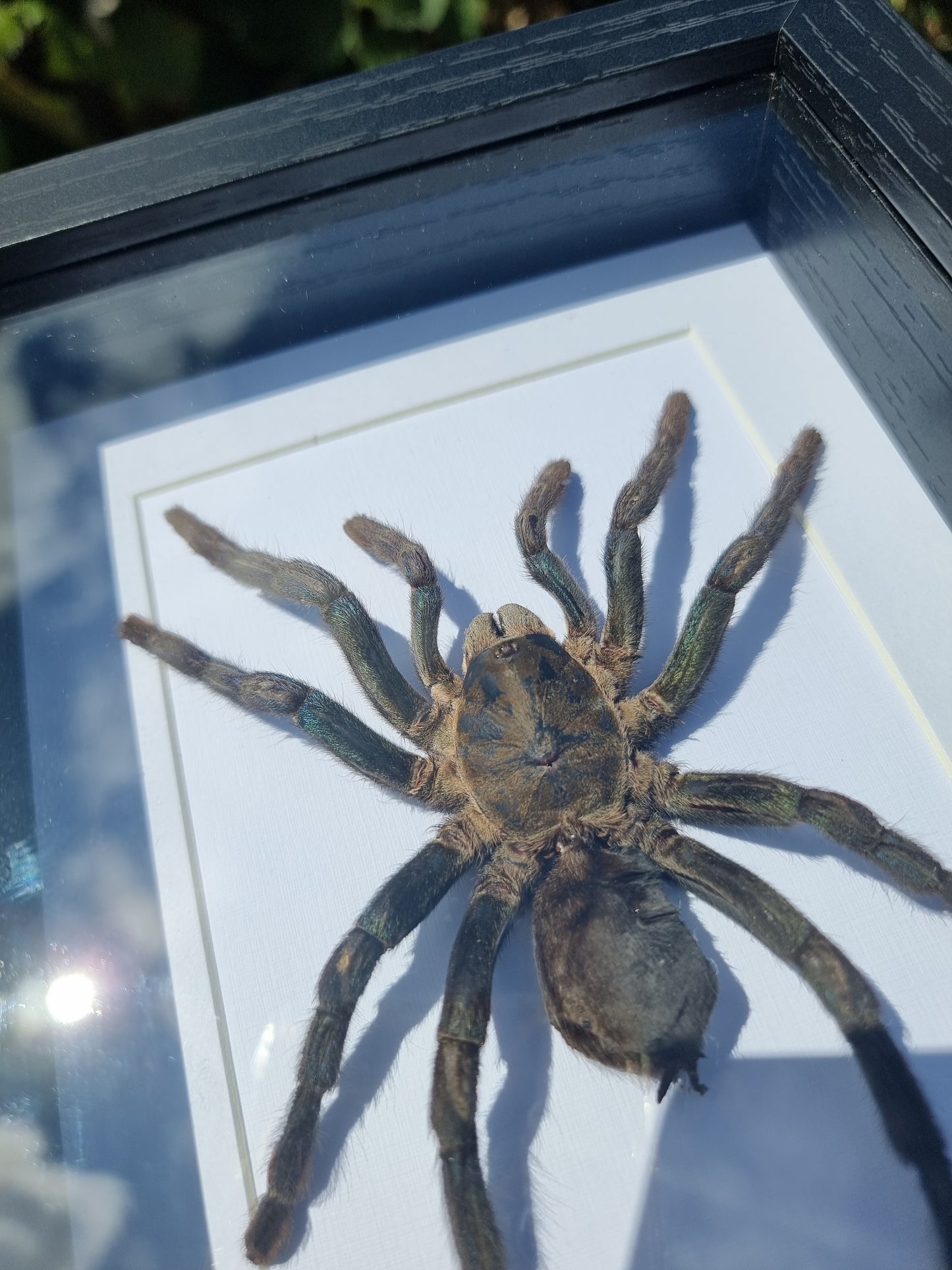 Framed Cobalt Tarantula #2