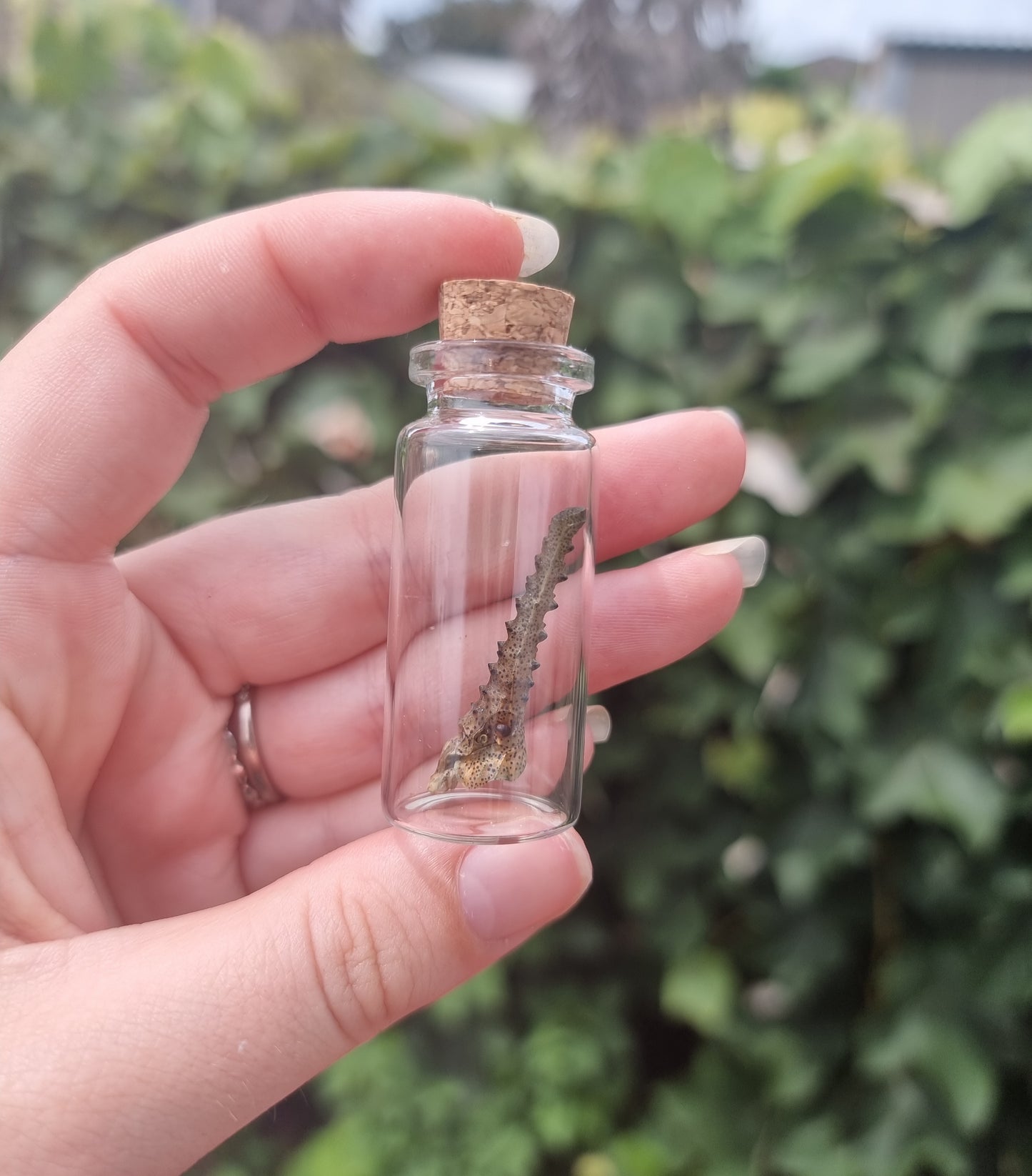 Medium Lanternfly Horn Jar