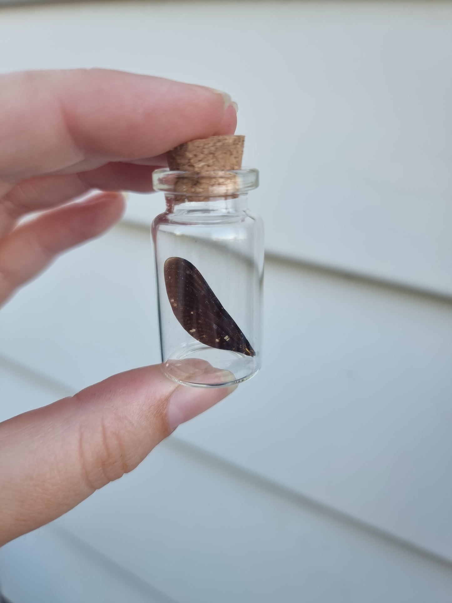 Small Damselfly Wing Jar