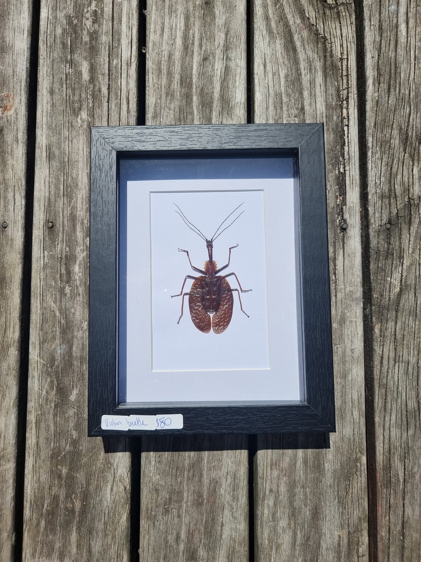 Framed Violin Beetle #1