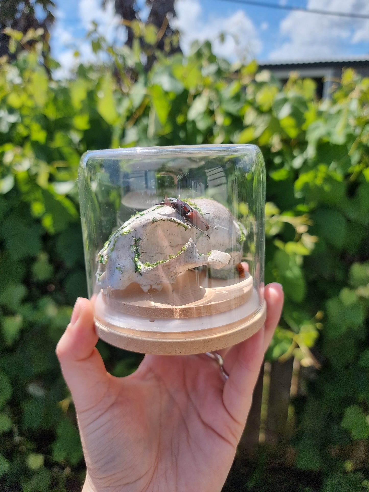 Feral Cat Skull Dome
