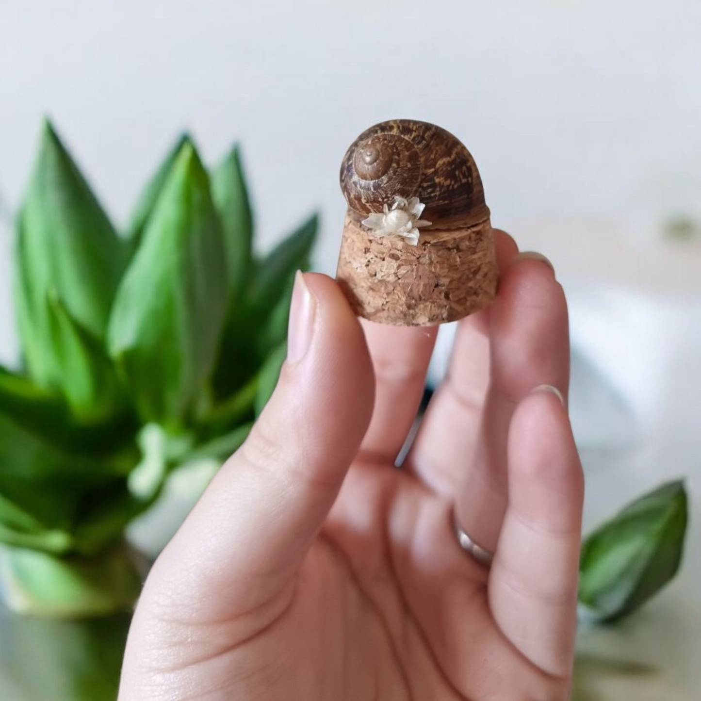 Mini Snail dome