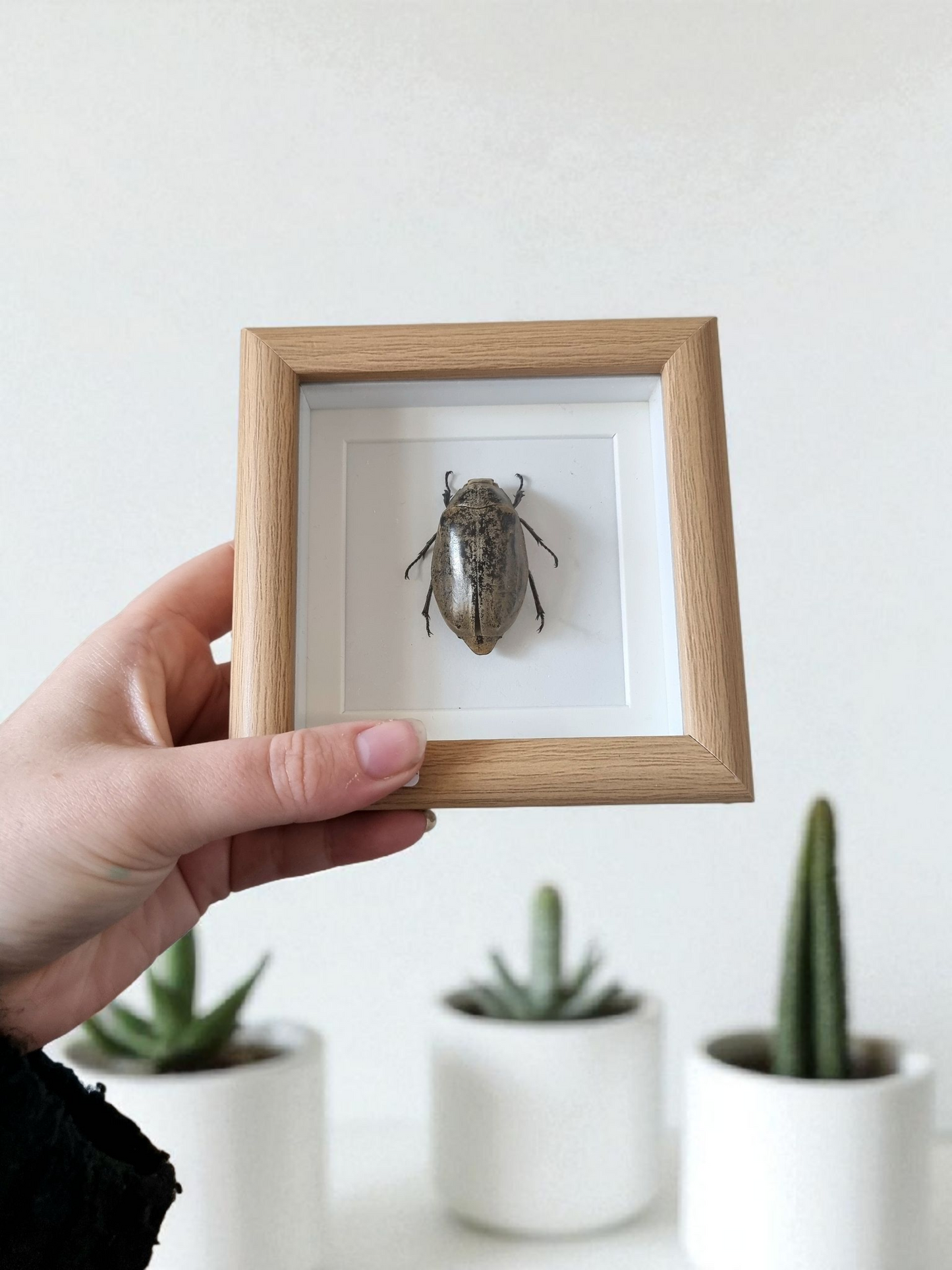 Mini Framed Beetle #6
