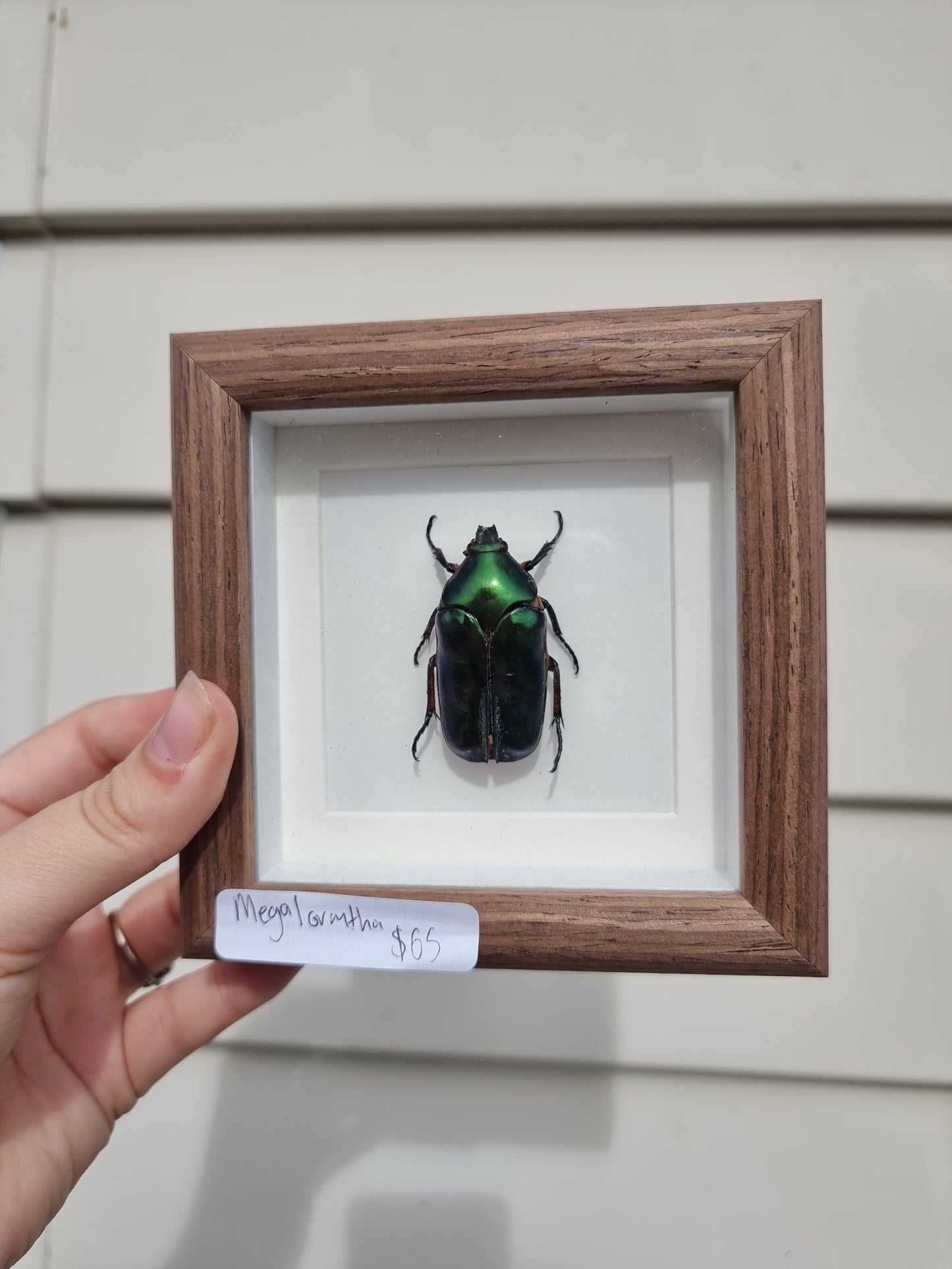 Mini Framed Matalic Flower Beetle