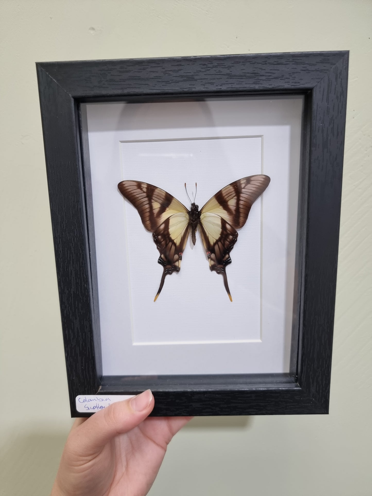 Framed Eurytides agesilaus Swallowtail Butterfly