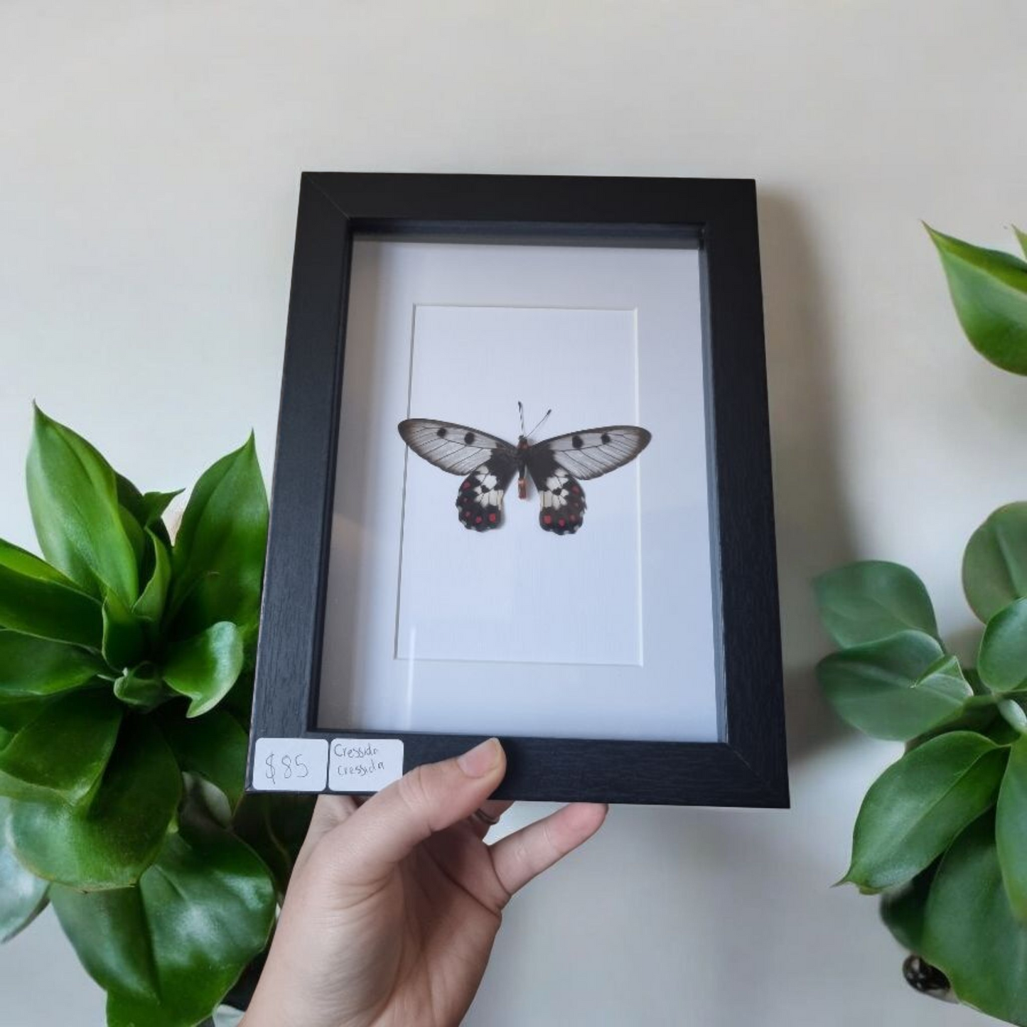 Framed Butterfly #00