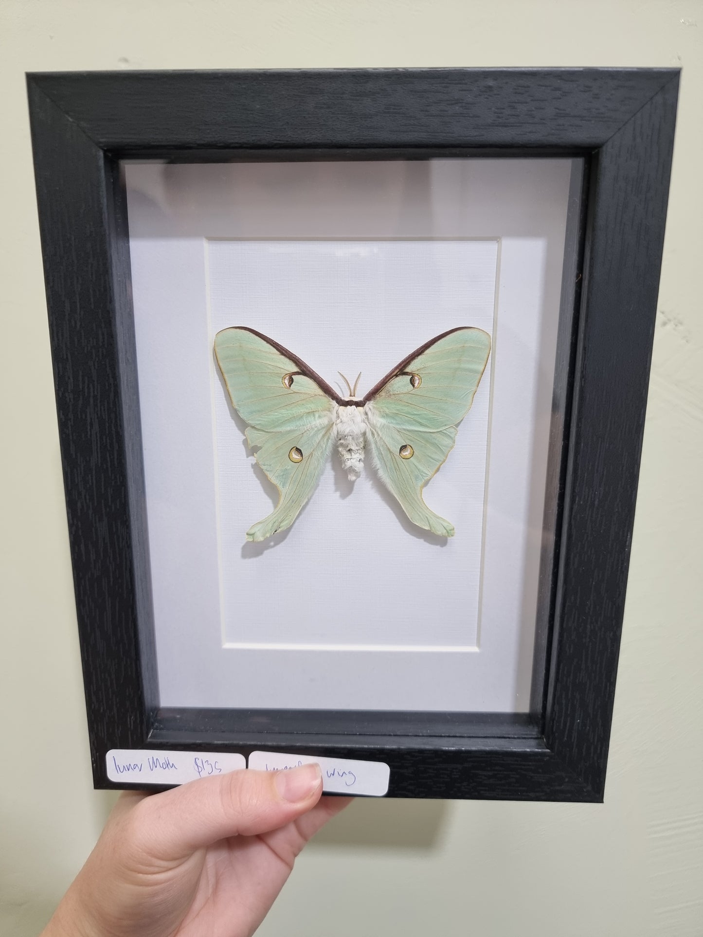 Framed Lunar Moth Imperfect Wing