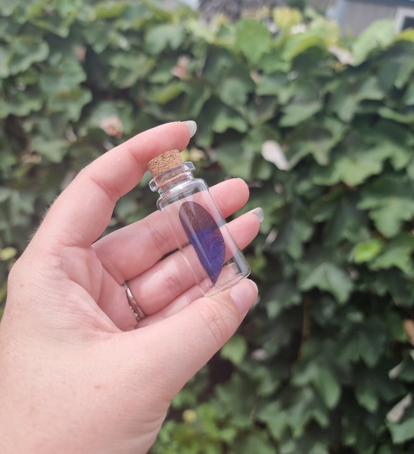 Blue Damselfly Wing Jar Medium