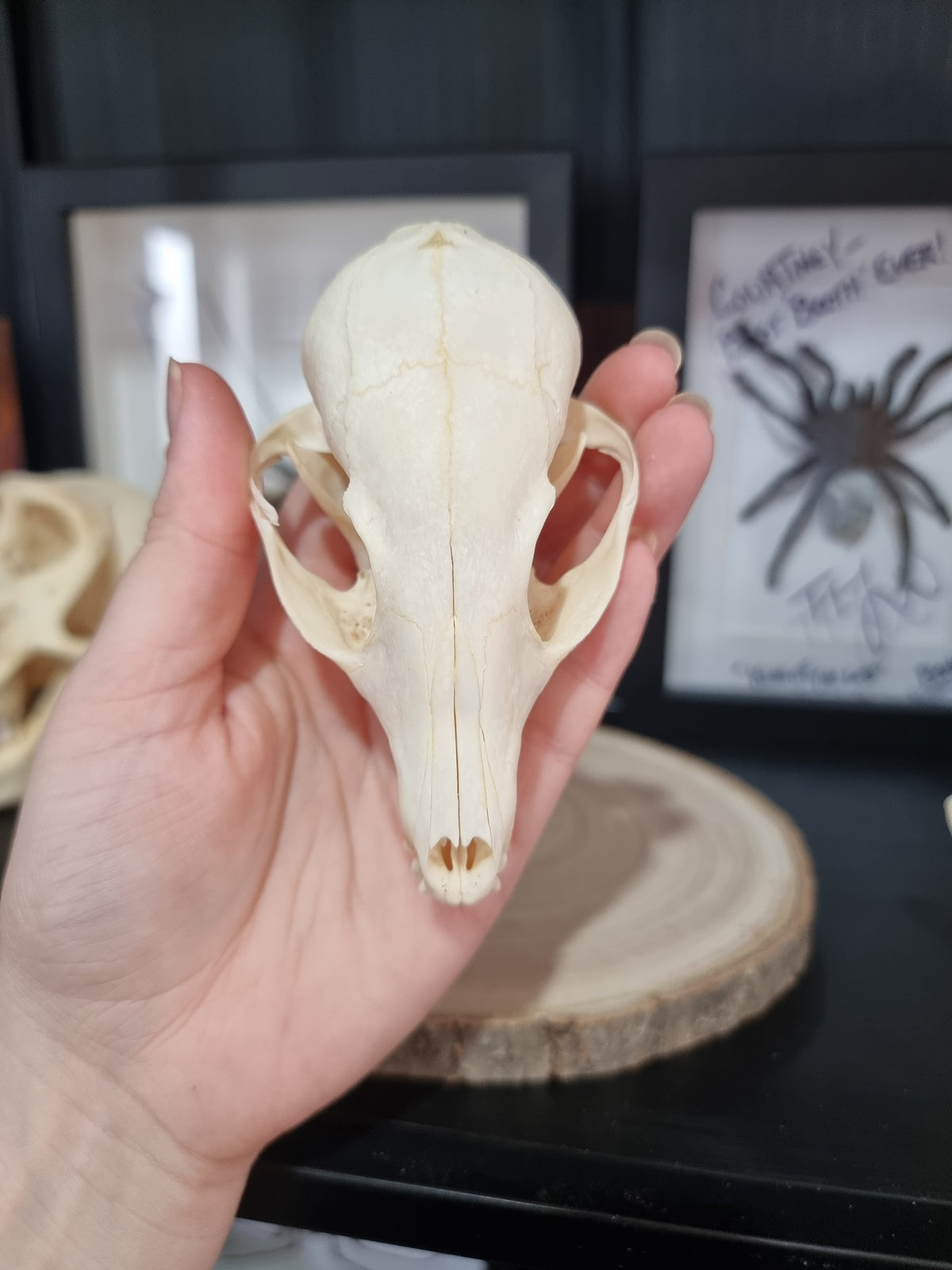 Cape Fox skulls #2