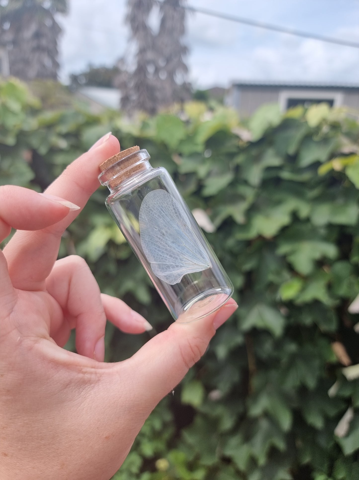 Lanternfly Wing Jar 2 Large