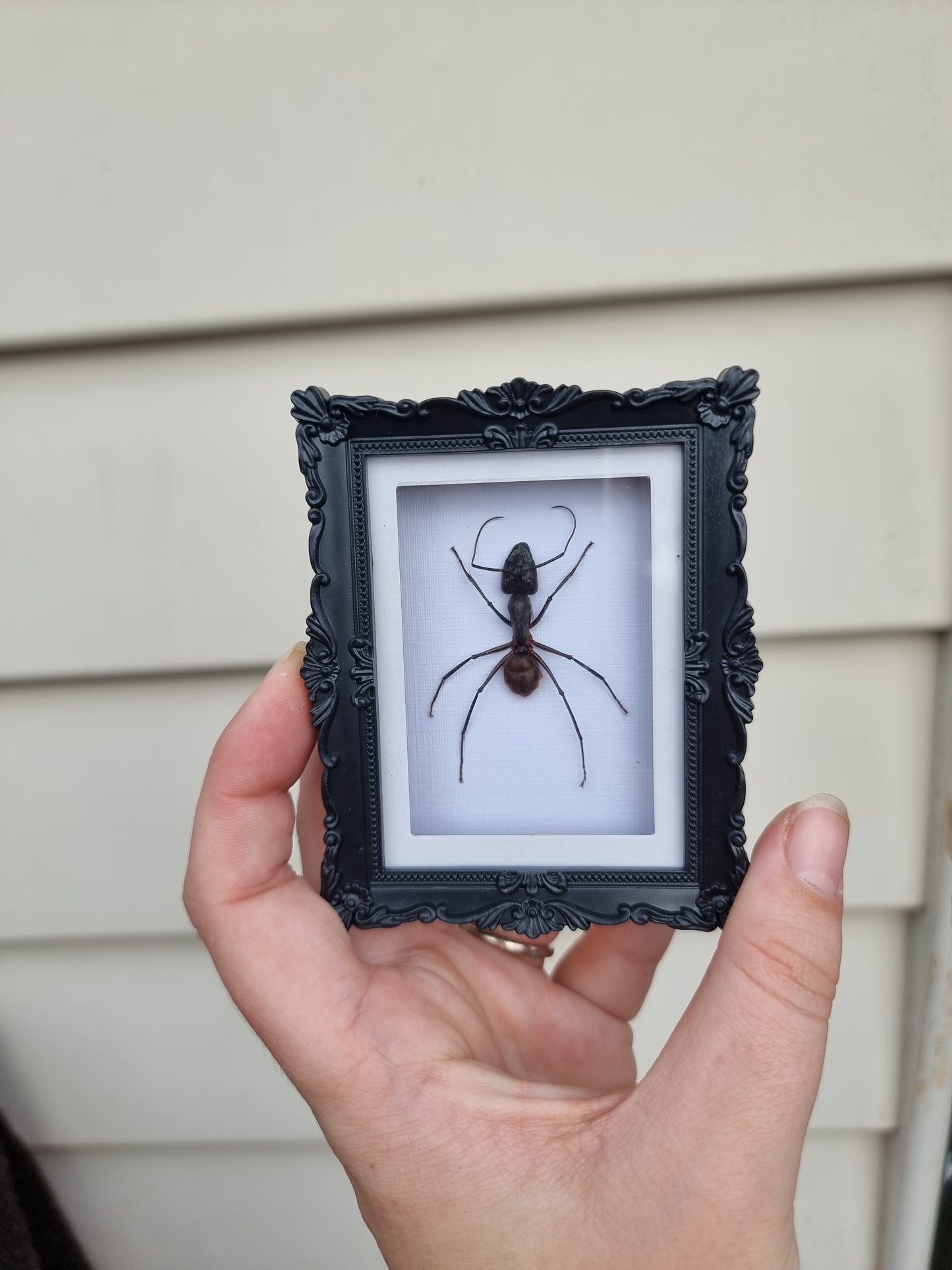 Mini Magnet Frame Giant Forest Ant