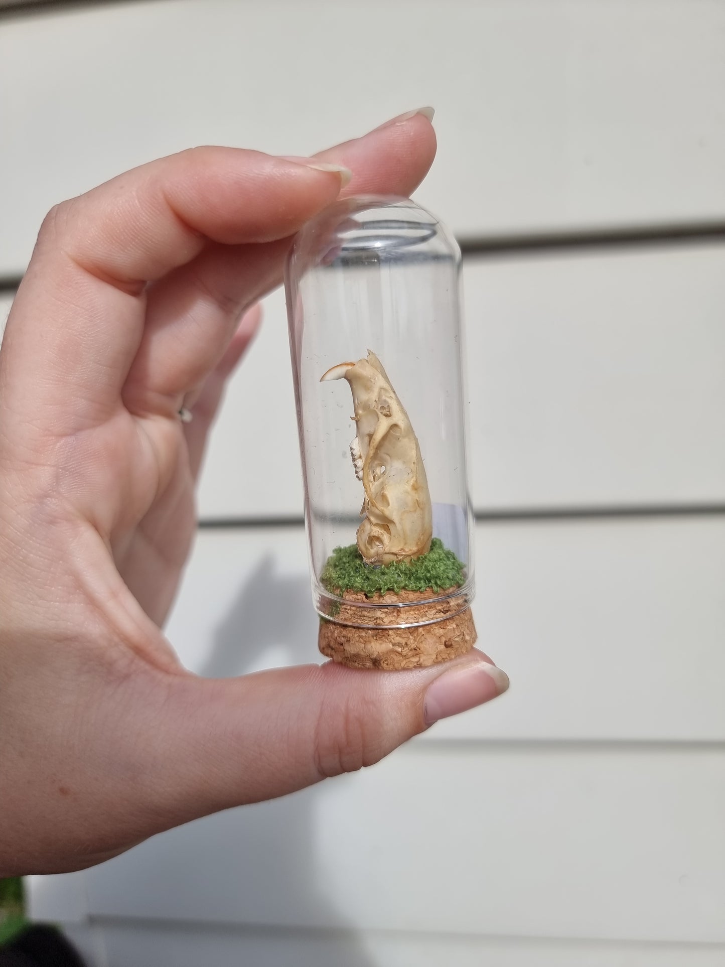 Rat Skull Mini Dome