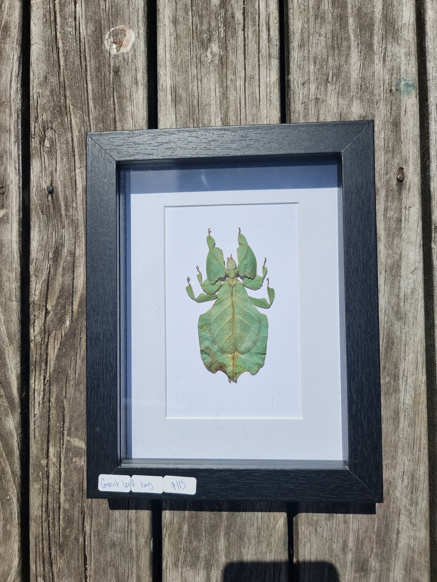 Framed Leaf Bug