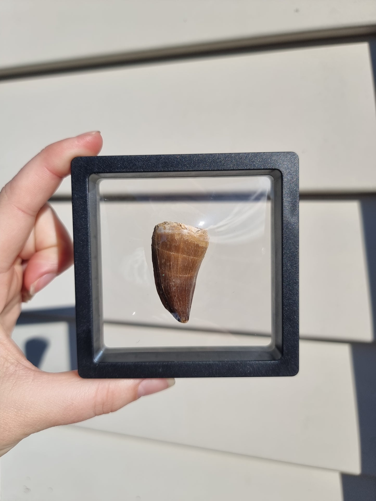 Mososaur Tooth #3