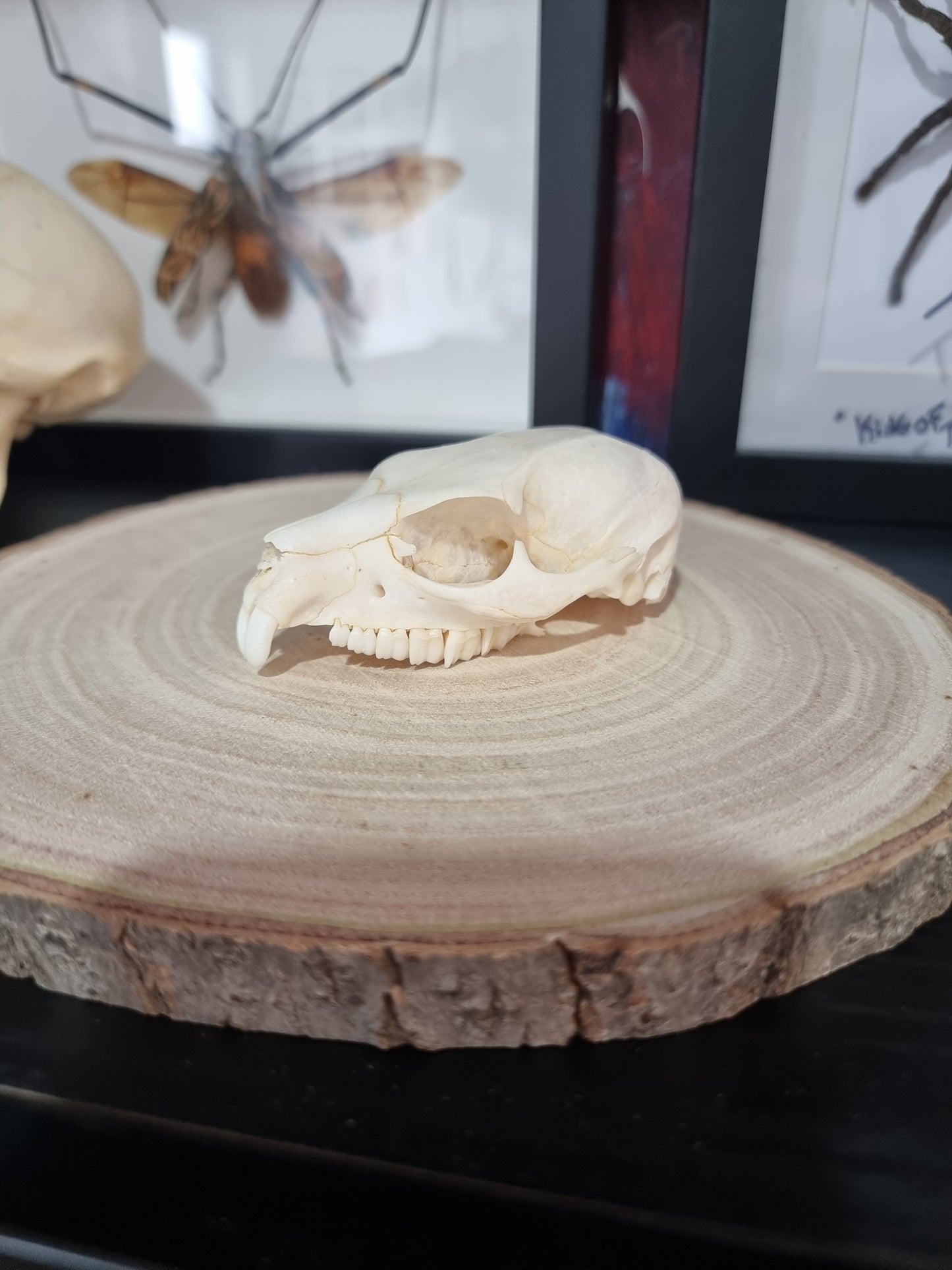 Rock Hyrax Half Skull #1
