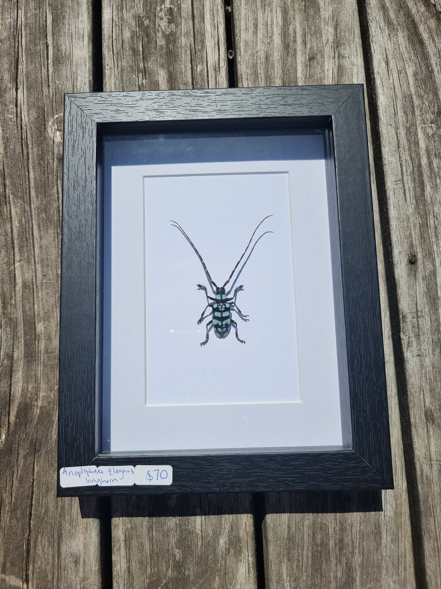 Framed Long Horn Beetle #1