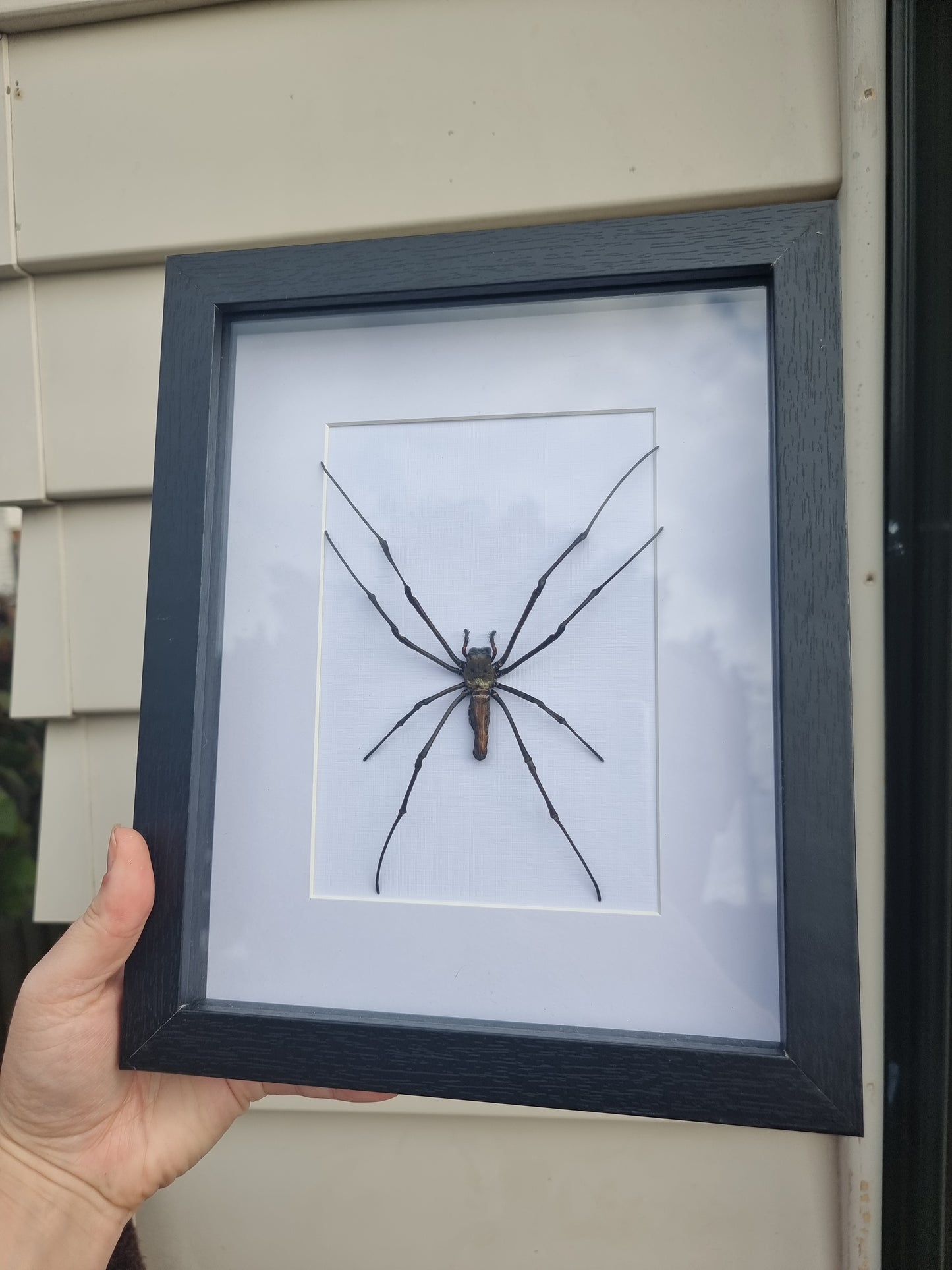Framed Orb Web Spider #1